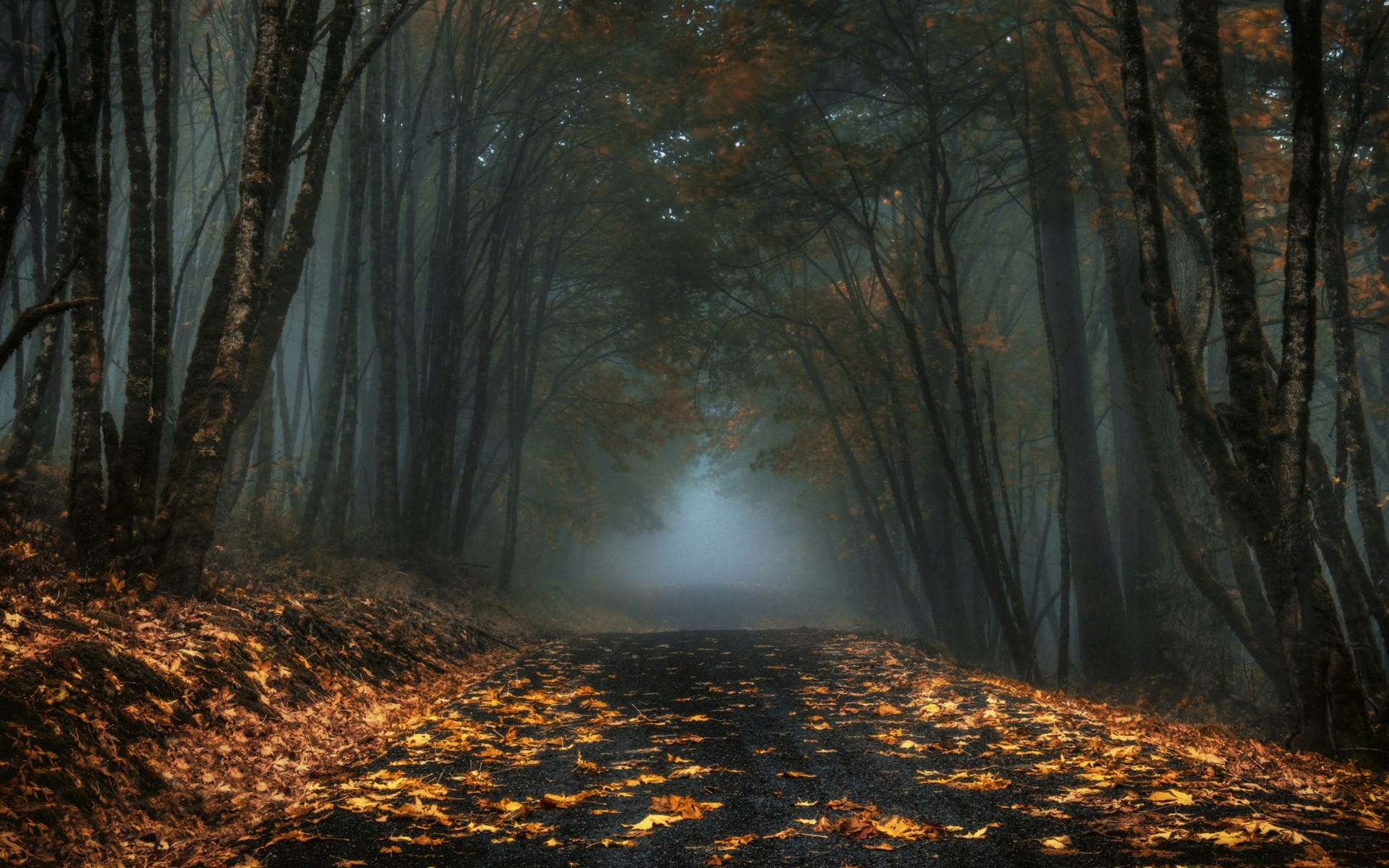 Misty Autumn Roadhanted Forest HD Wallpaper