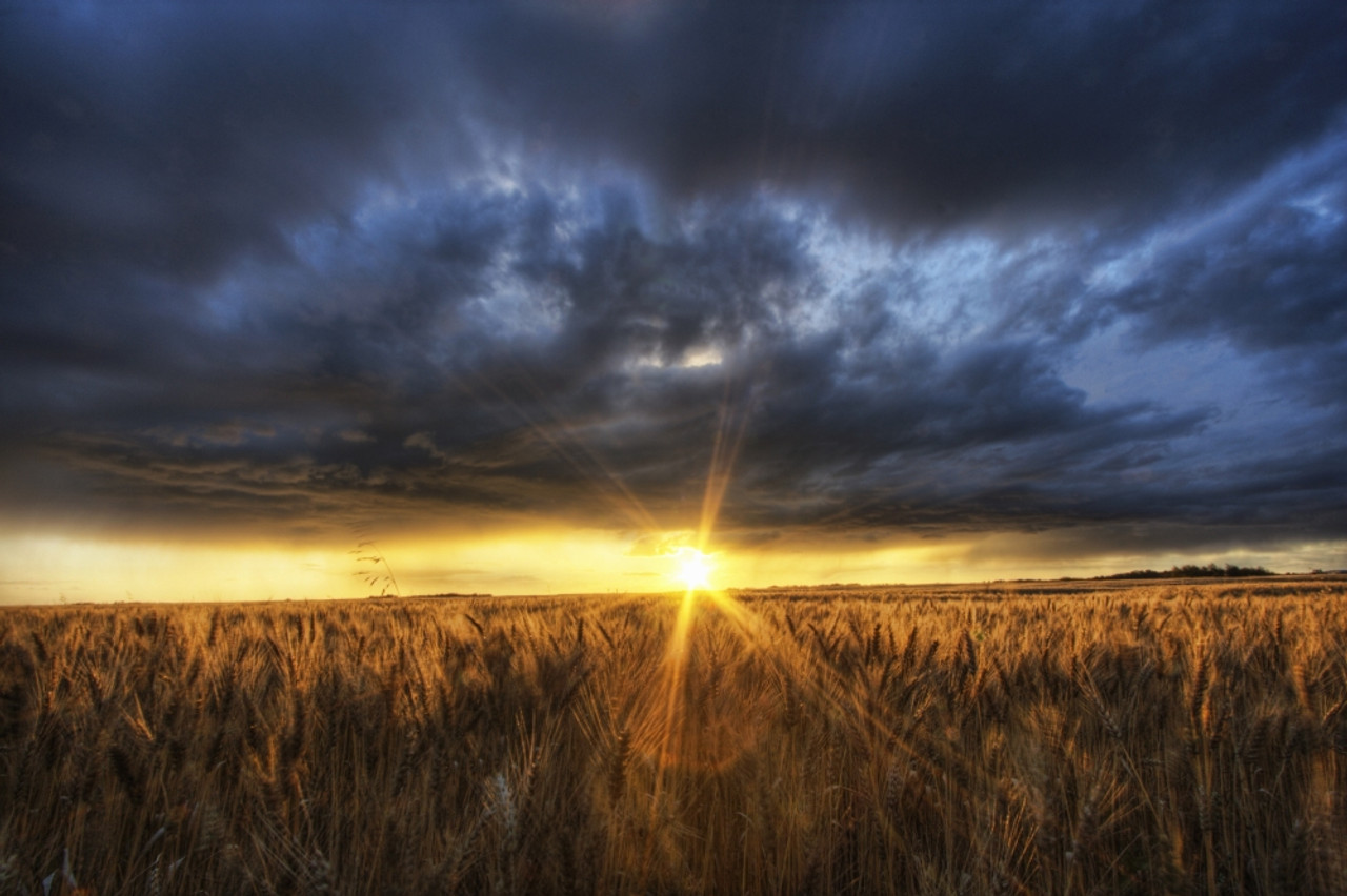 Autumn Sunset Over A Barley Field On A Farm North Of Edmonton, Alberta. PosterPrint # VARDPI2035149