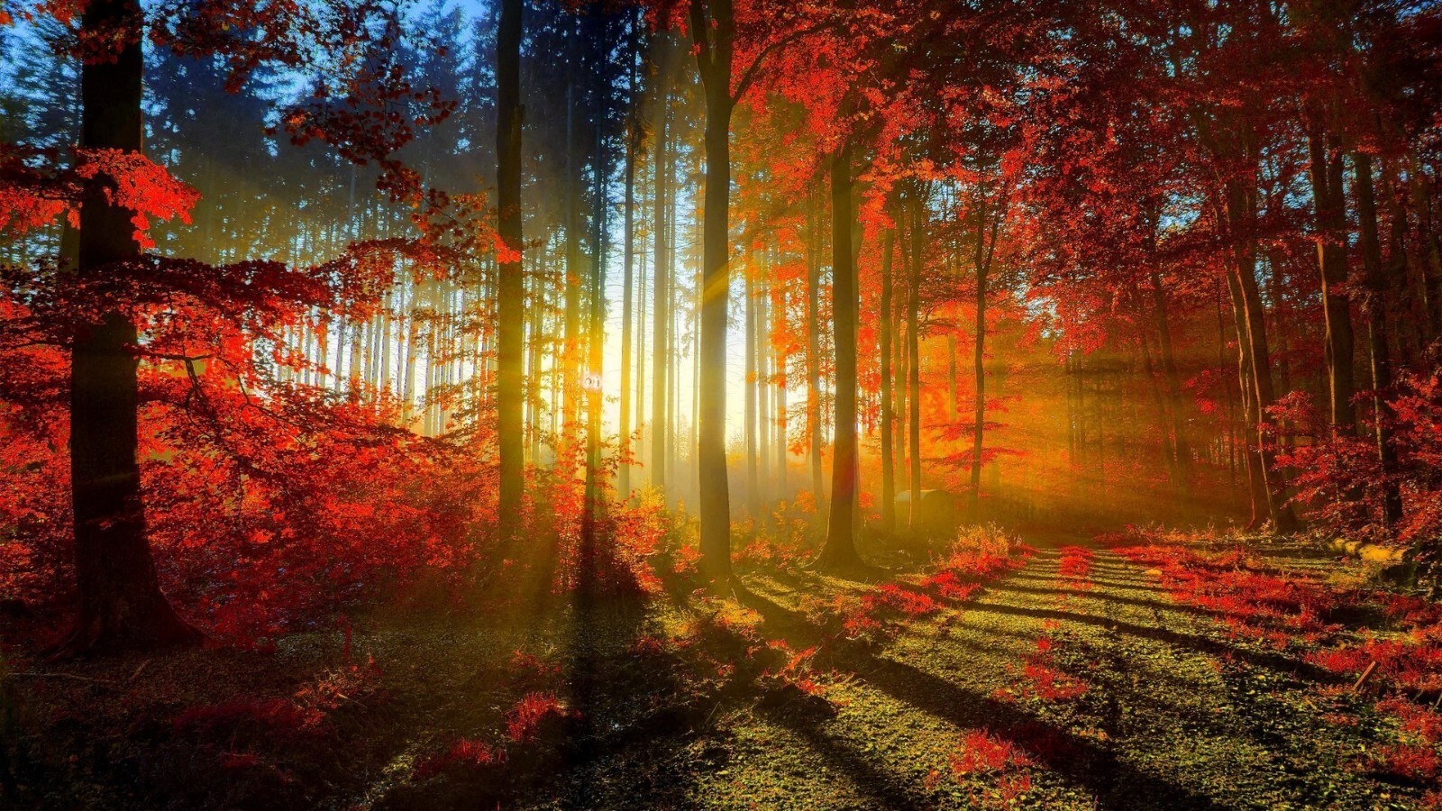 Autumn Sunset Forest Leaves Trees Large Wall Art Framed Canvas Picture 20×30