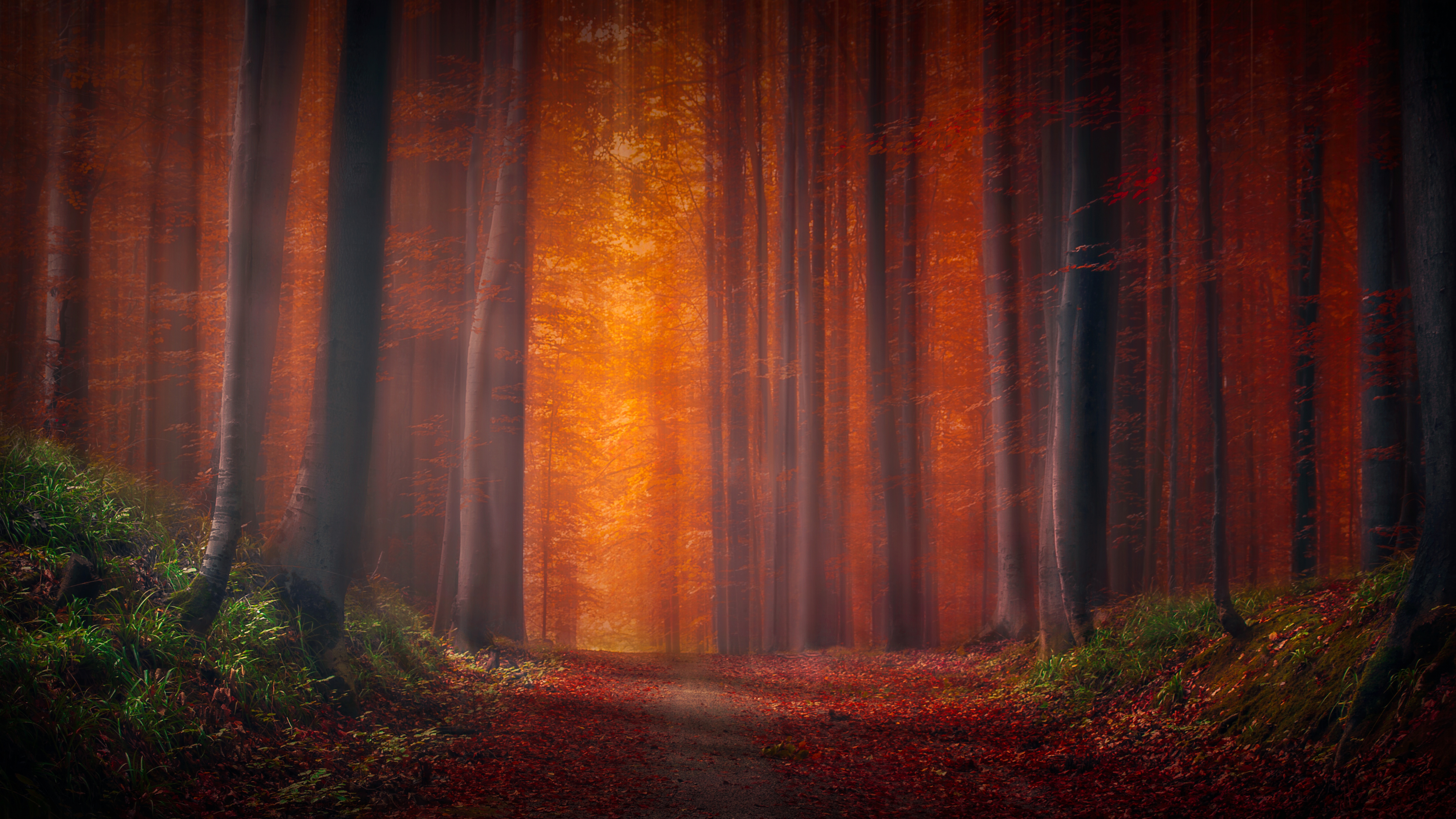 Autumn Forest Wallpaper 4K, Pathway, Fallen Leaves, Sunset