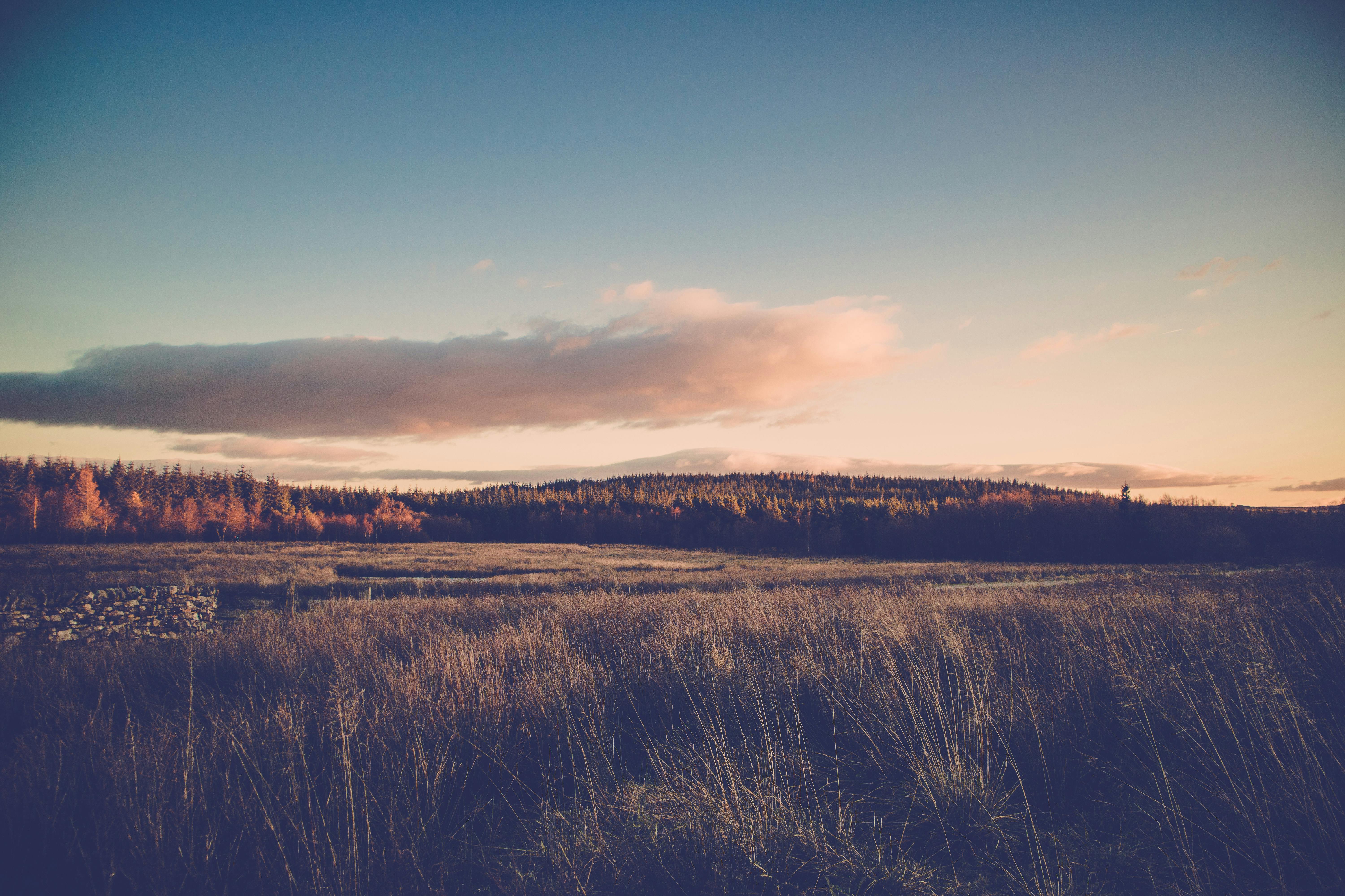 Sunset over autumn forest and field in countryside · Free