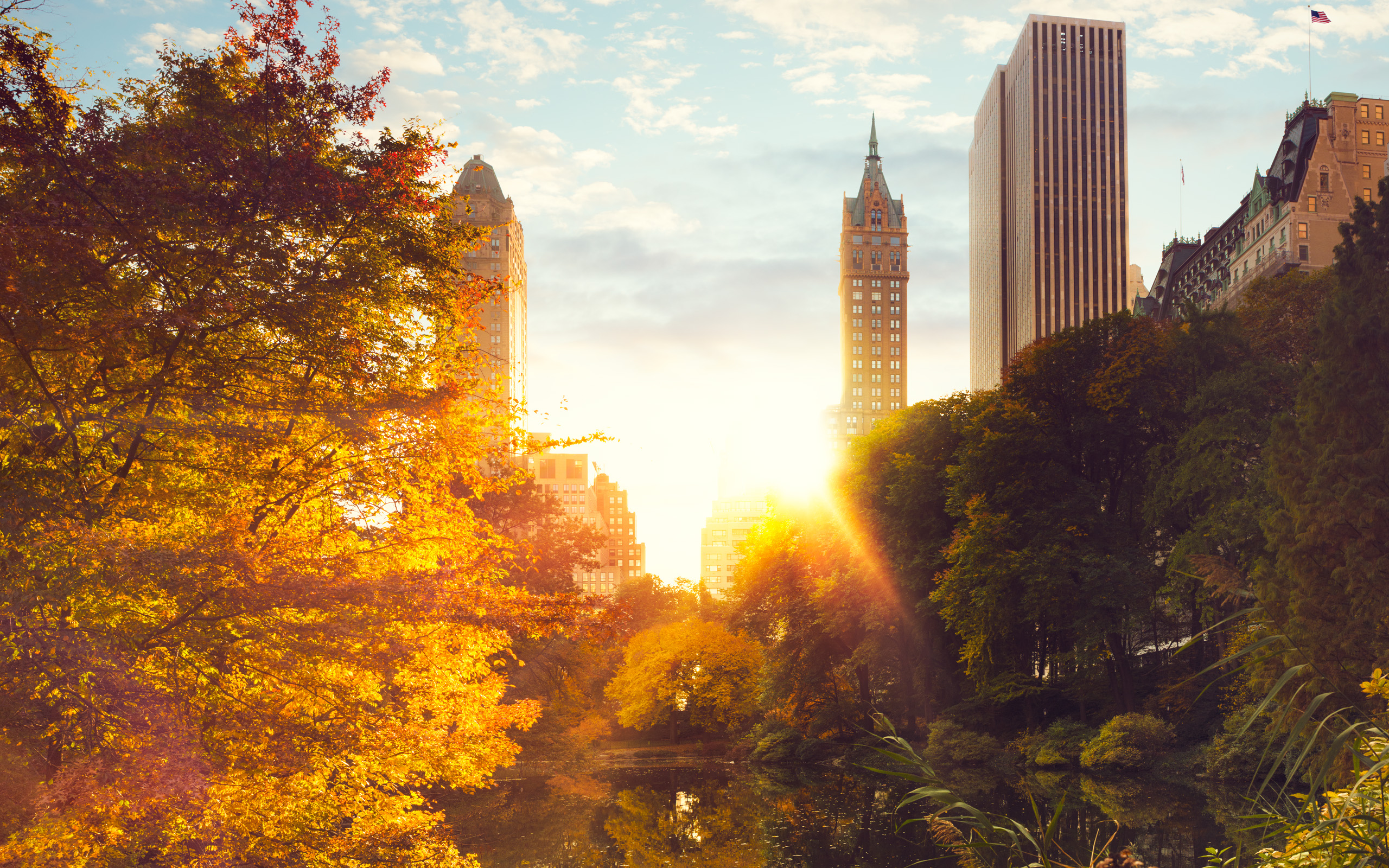 Wallpaper Green Trees and High Rise Buildings During Daytime, Background Free Image