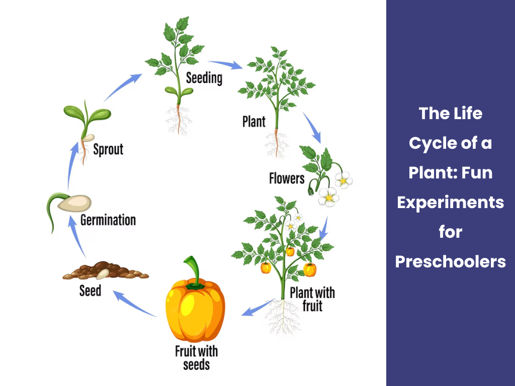 The Life Cycle of a Plant: Fun Experiments for Preschoolers