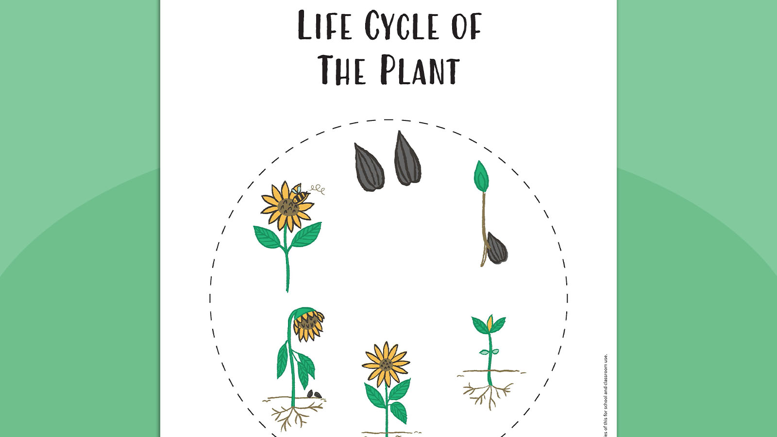Plant Life Cycle Worksheet Bundle (Free Printables)
