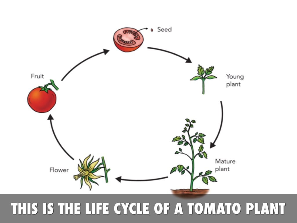 Life Cycle of a Plant