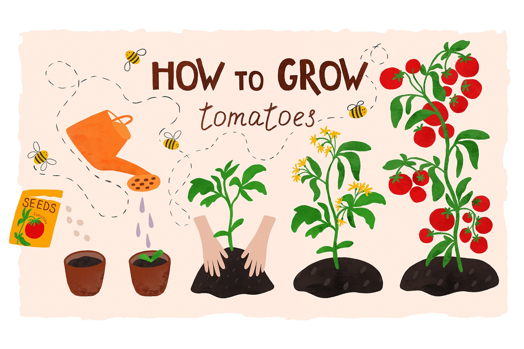 How to grow tomatoes Life cycle poster