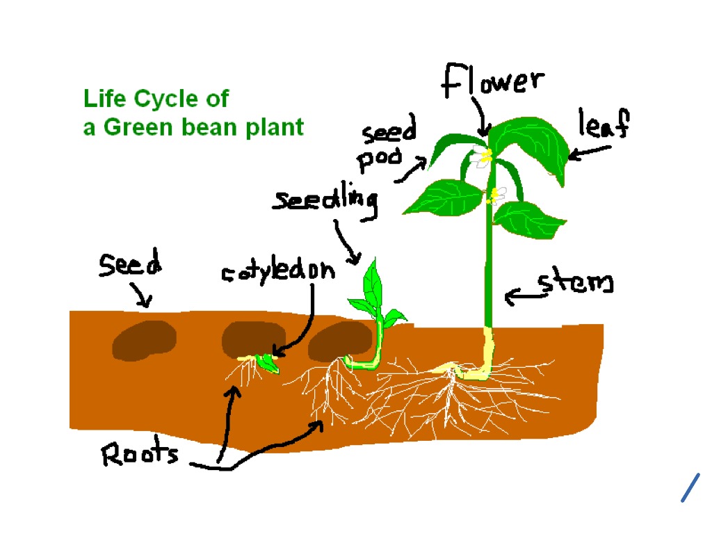 Life cycle of a green bean plant