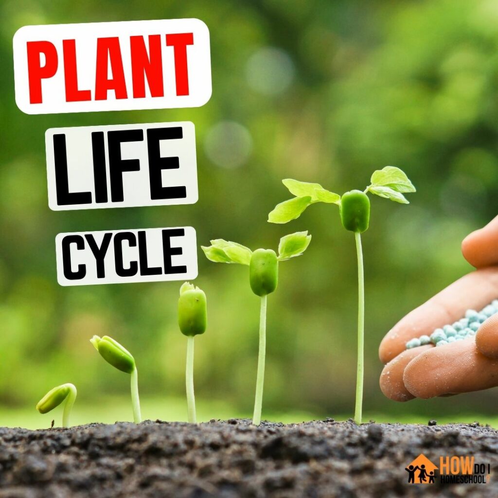 Plant Life Cycle For Kids: Fun Teaching Ideas & Hands On Experiments