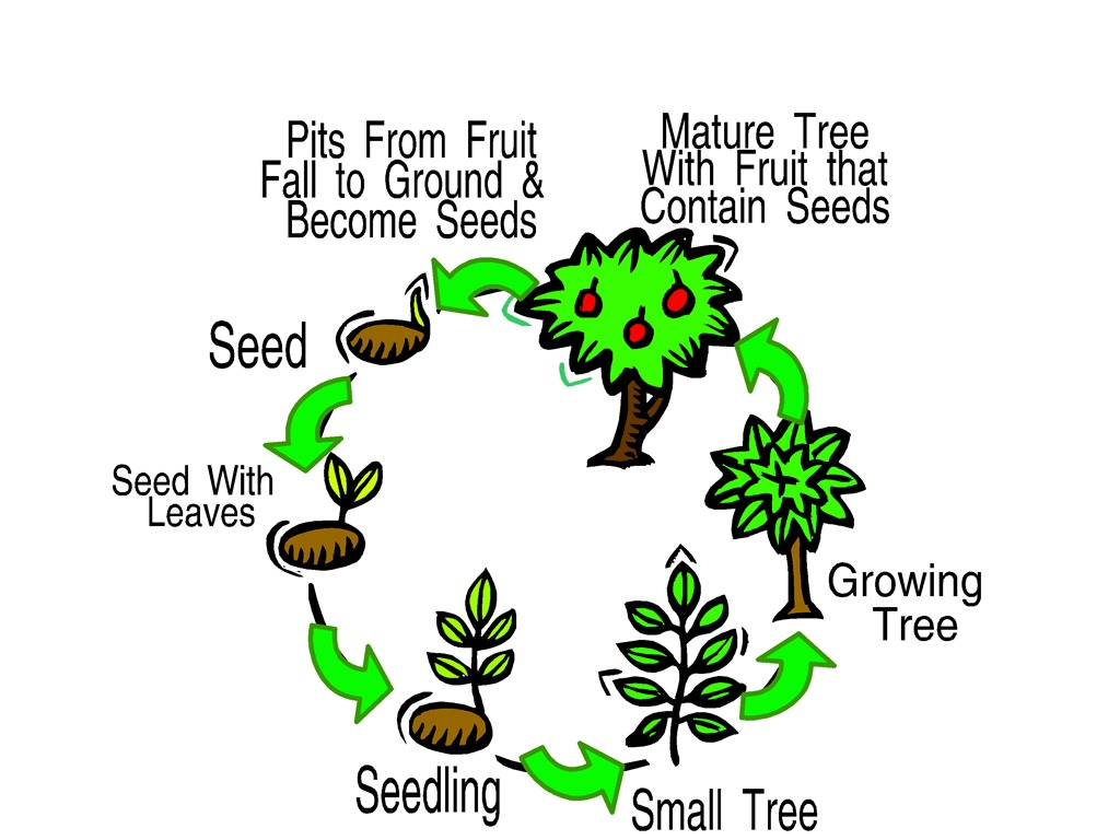 Printable Grade 6 Plants Life Cycle Worksheets