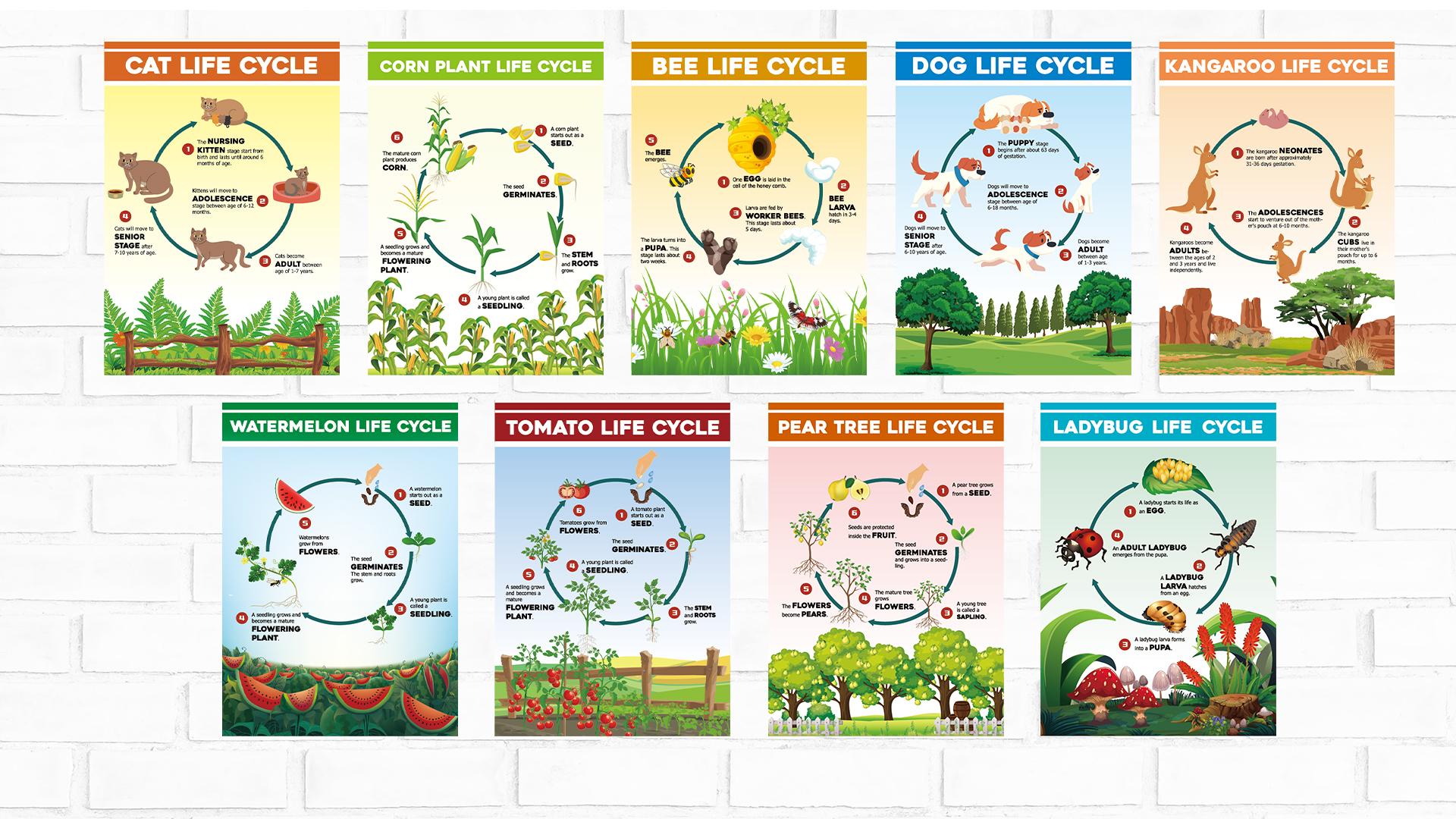party greeting 9pcs Science Posters Life Cycles Bulletin Board Charts Plant Animals Life Cycles Posters for Middle School Primary School Classroom Biology Classroom Science Classroom Wall Decorations, Office Products