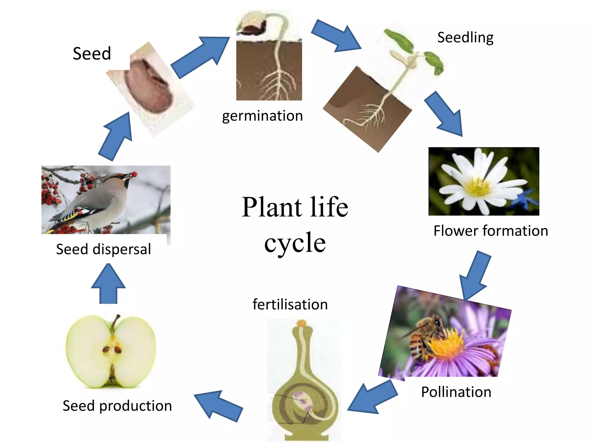 Plant life cycle