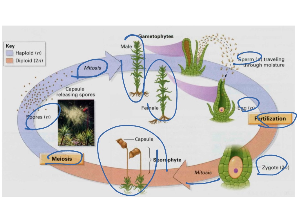 Topic Cycle of a plant. ShowMe Online Learning