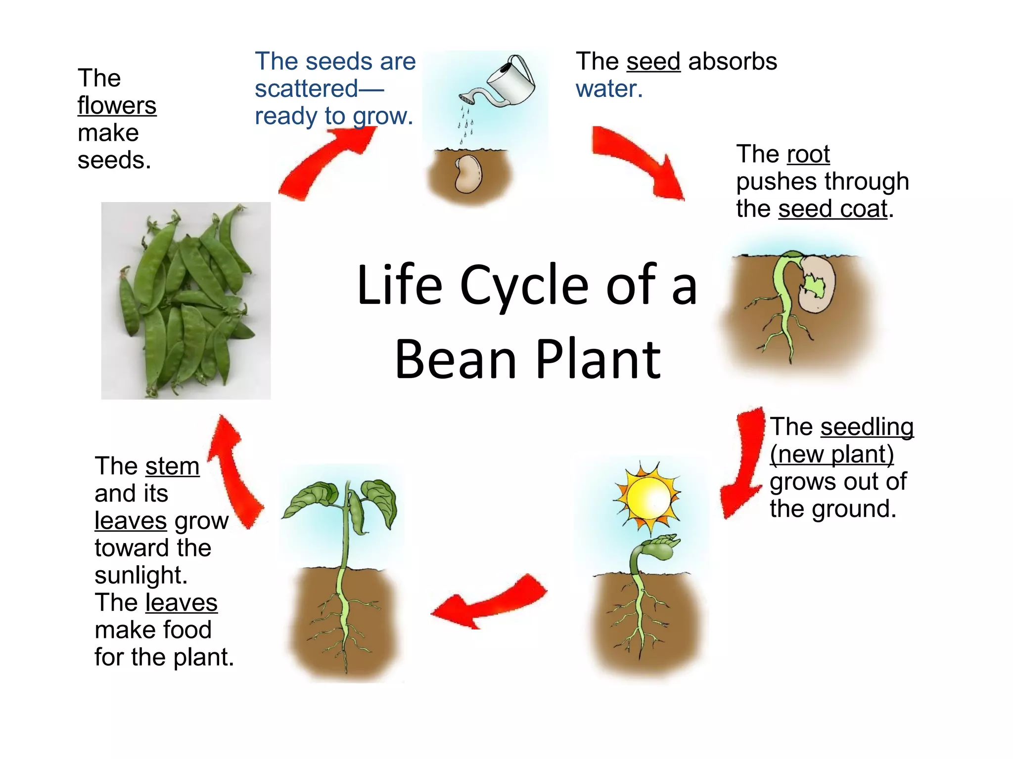 Parts Of A Plant Plant Life Cycle (teach)
