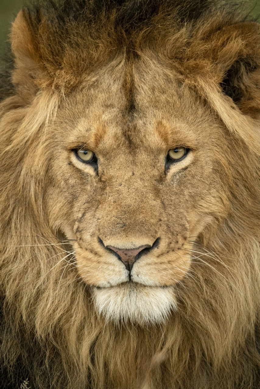 Close Up Of Male Lion (Panthera Leo) Head Staring Out, Serengeti National Park; Tanzania Poster Print By Nick Dale / Design Pics #