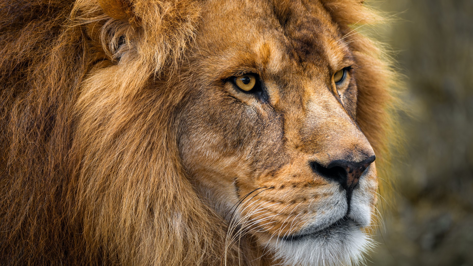 Closeup View Of Lion Face With Stare Look 4K 8K HD Lion Wallpaper