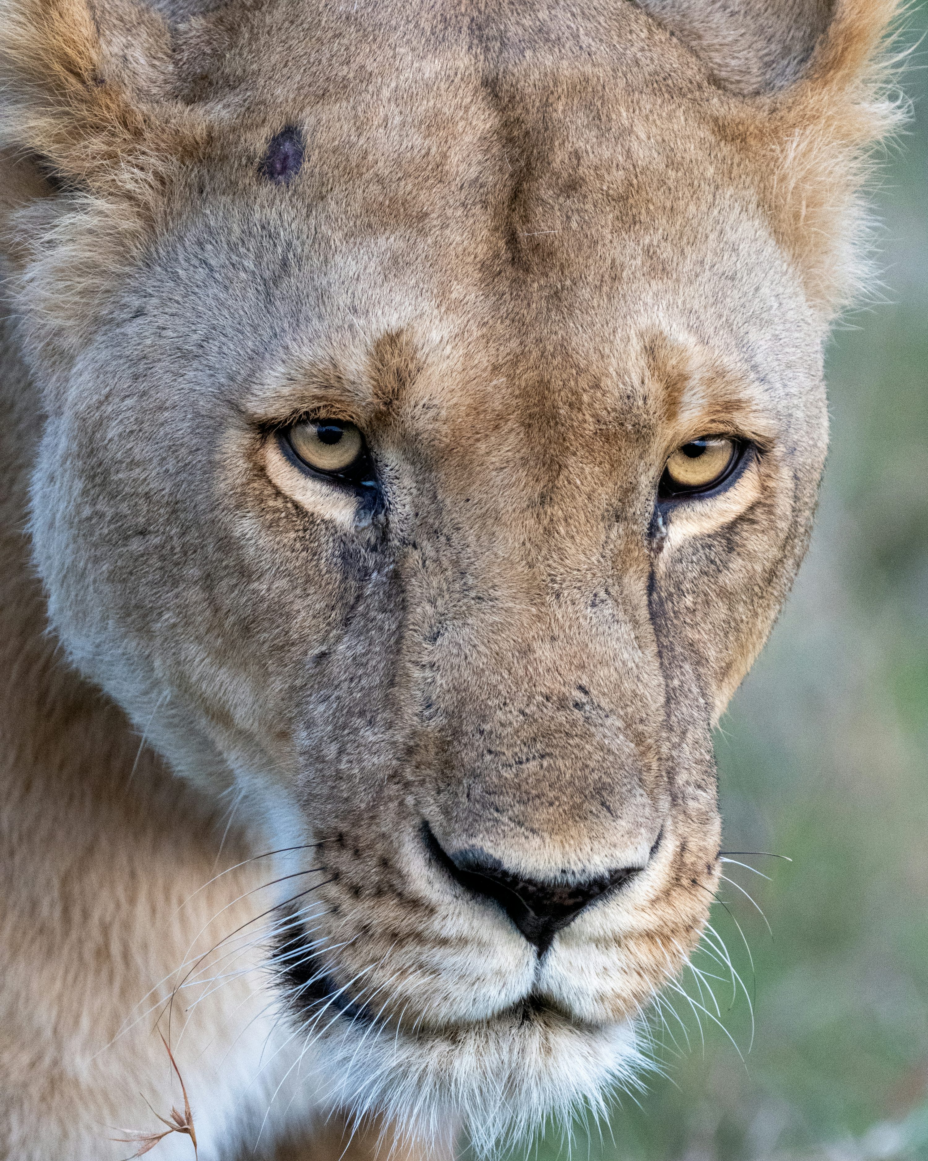 A close up of a lion looking at the camera photo
