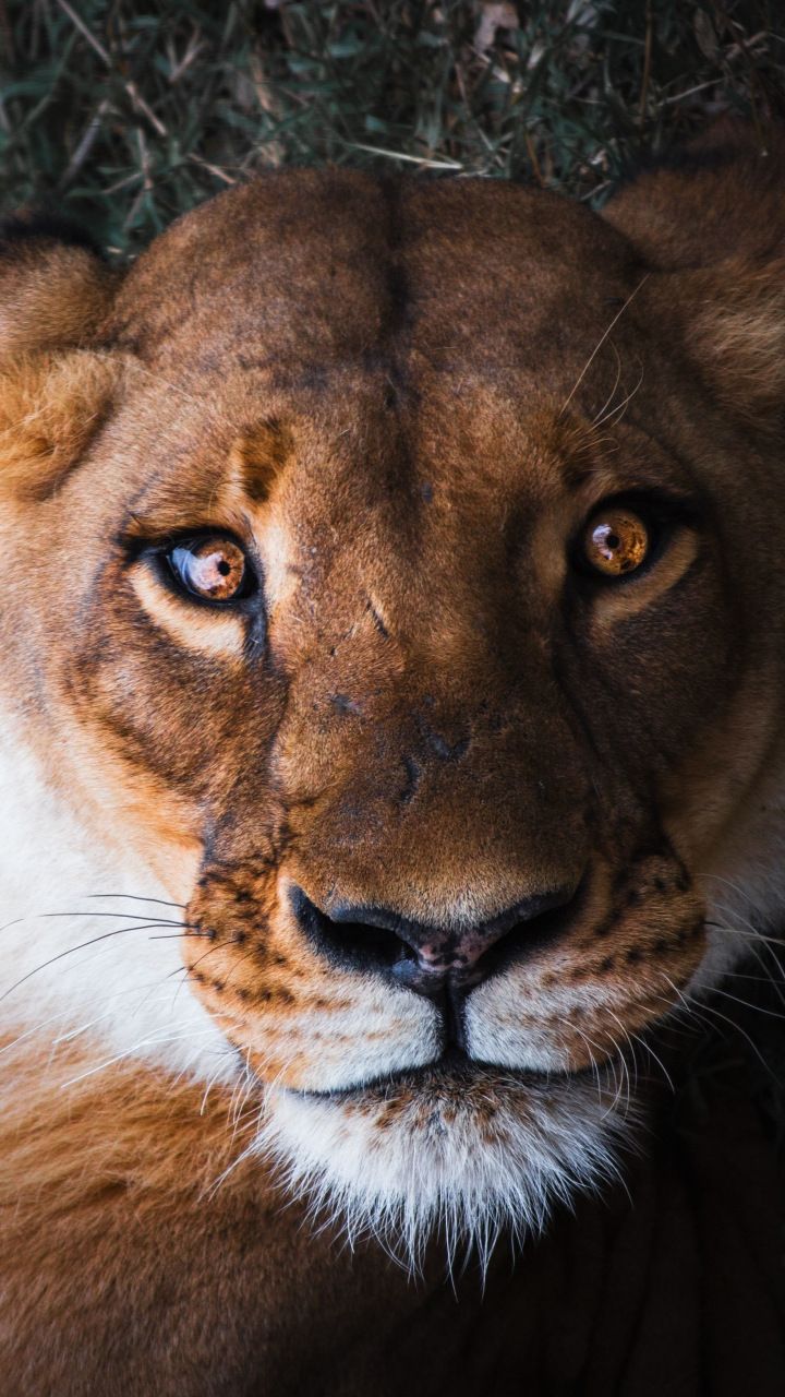 Lioness, female lion, curious, muzzle, close up, 720x1280 wallpaper