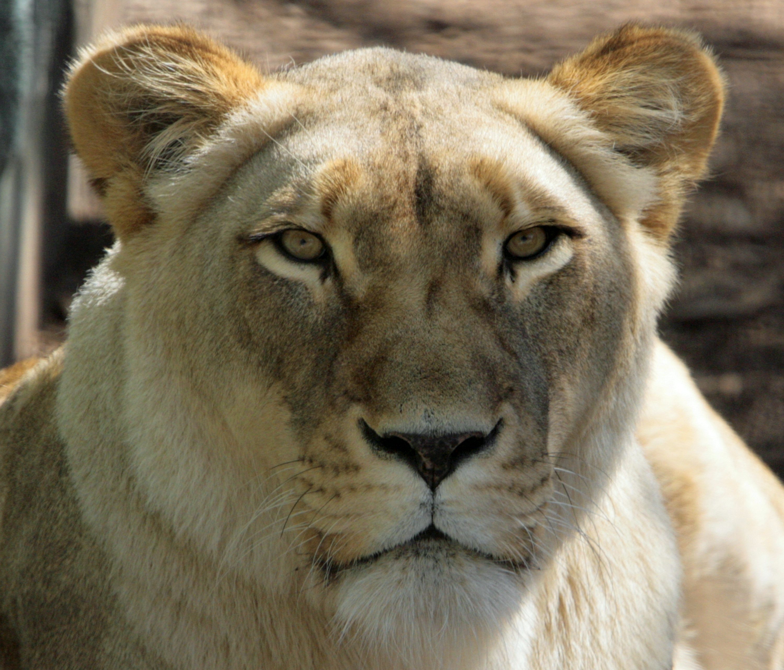 A close up of a lion looking at the camera photo