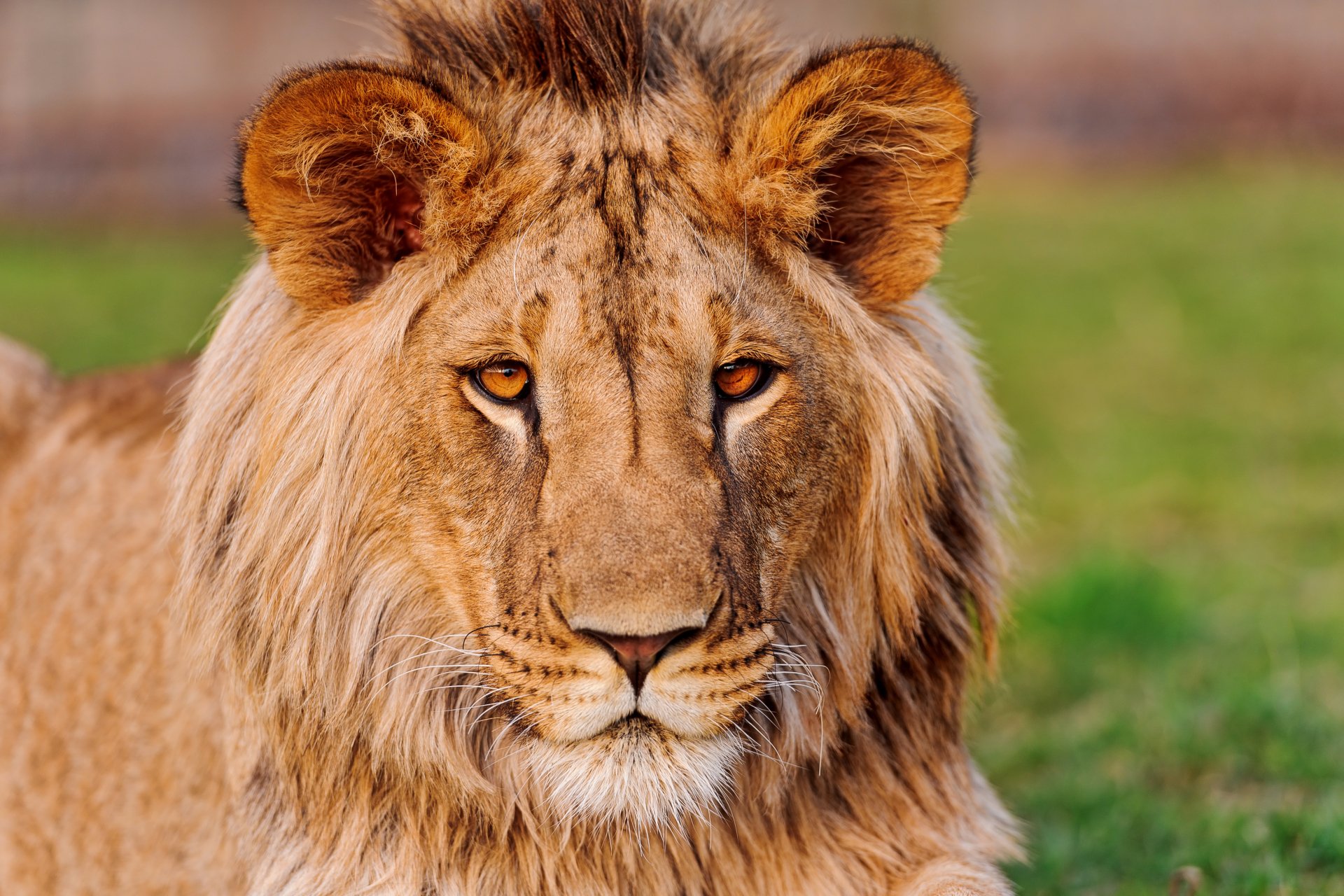 Majestic Stare: A Lion in Stunning 4K Ultra HD Wallpaper