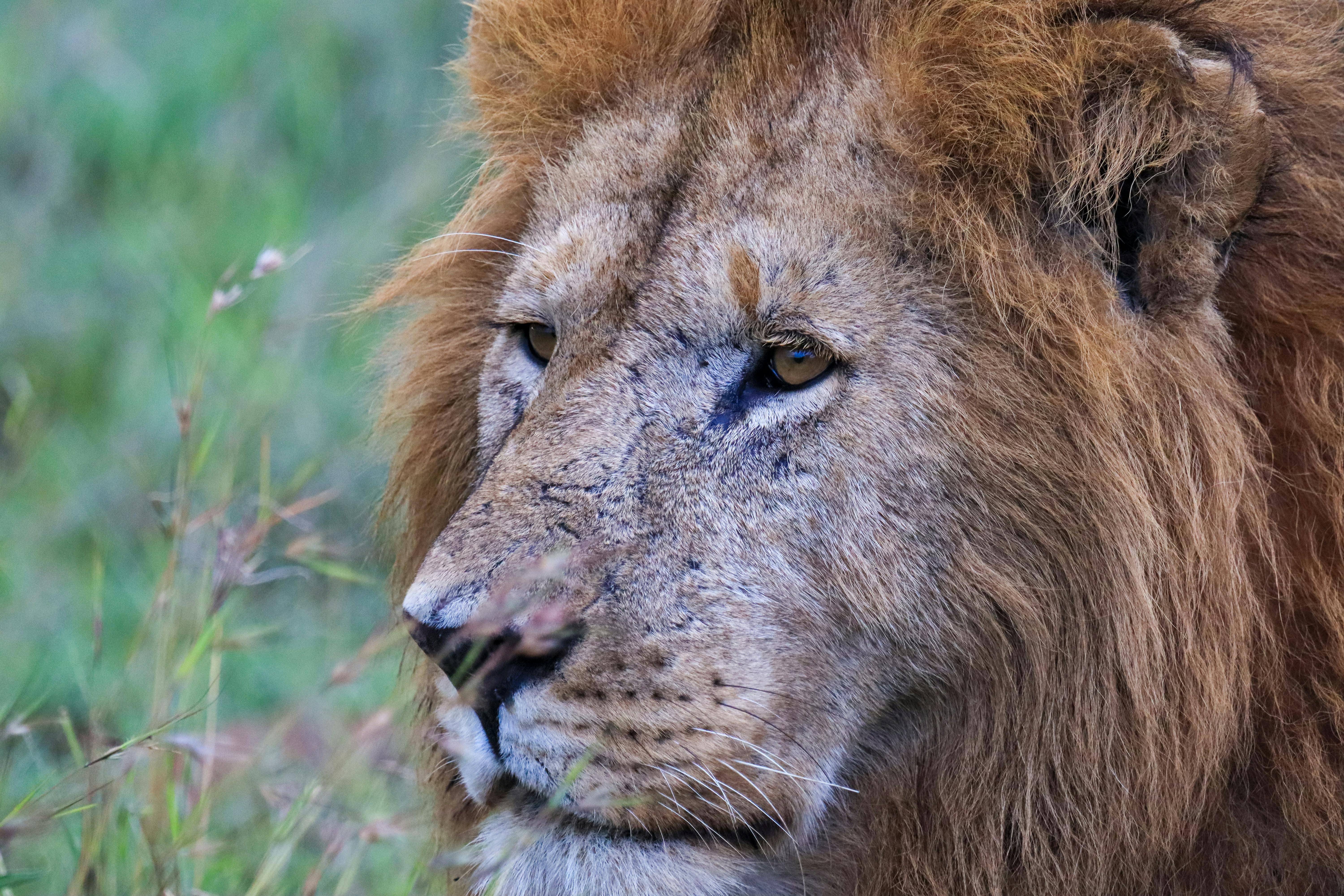Close Up Of A Lion · Free