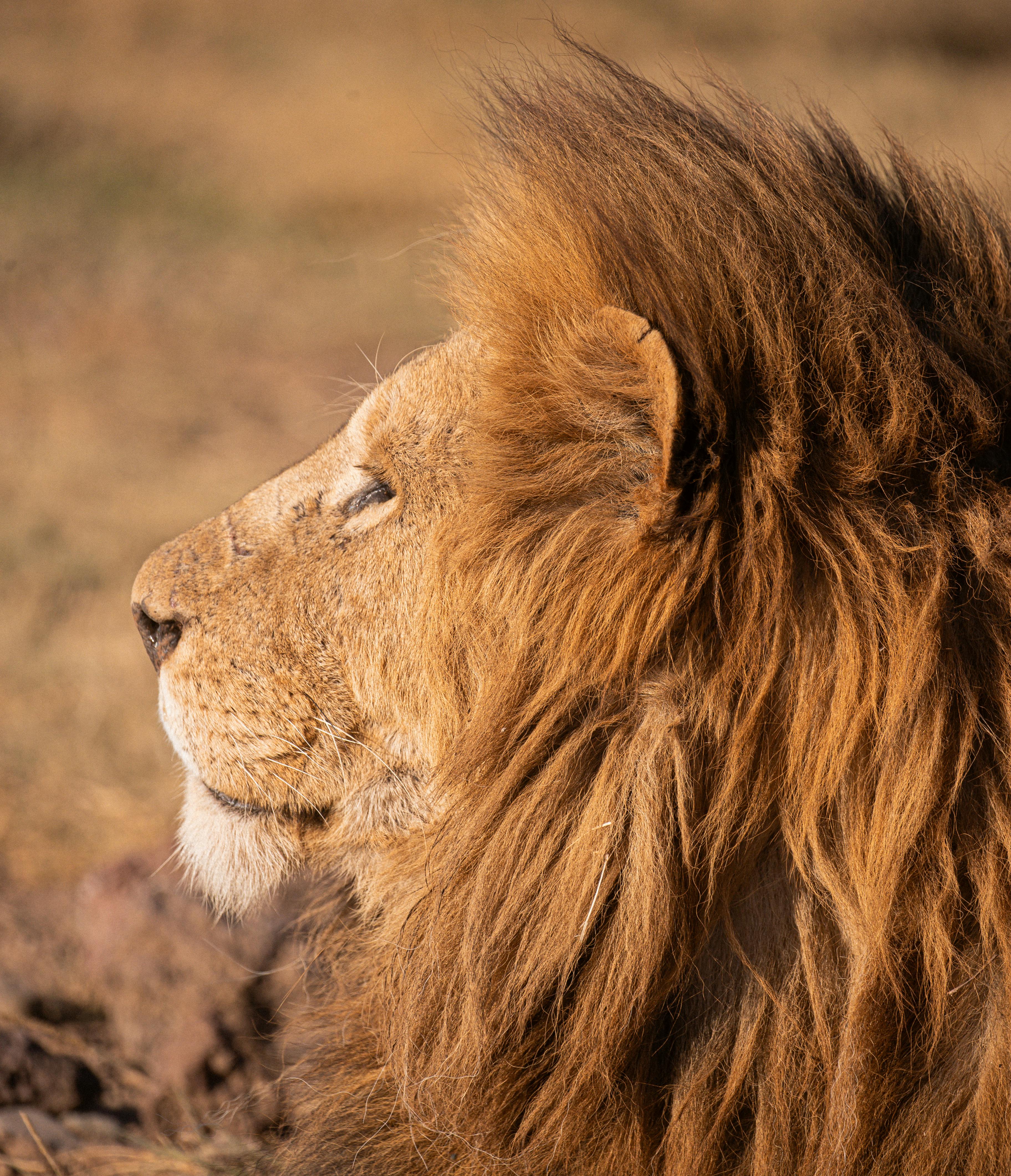 Portrait of a Lion · Free