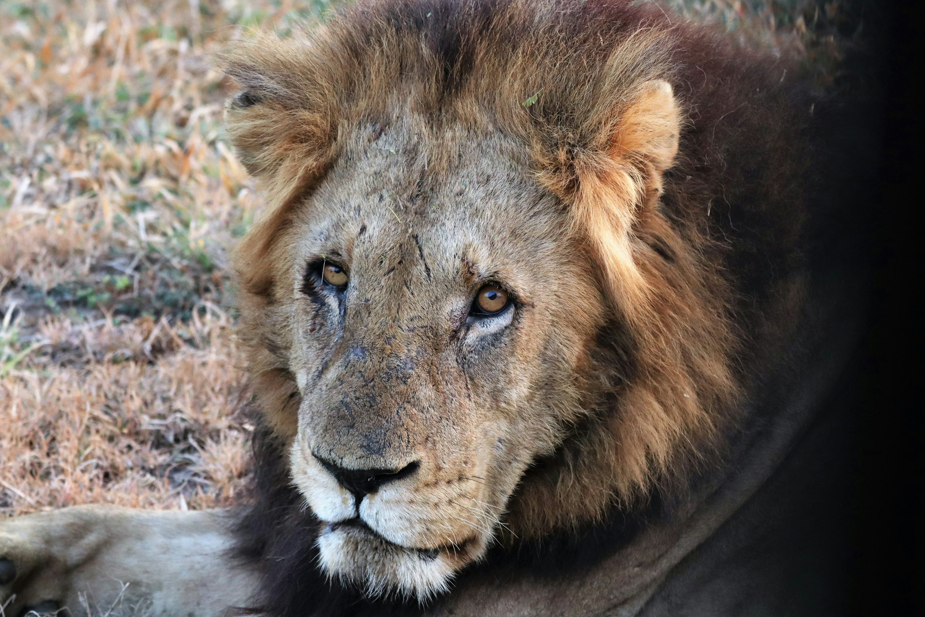 A lion looking at the camera photo