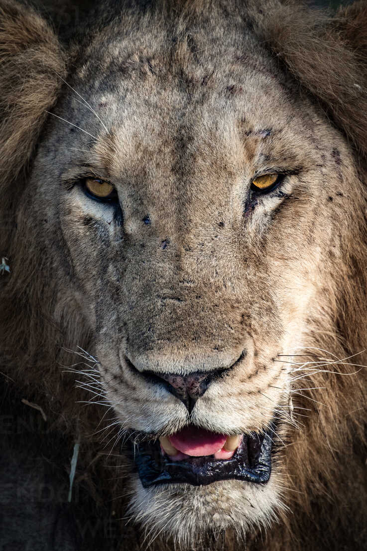 A male lion's head, Panthera leo, scarred nose, looking away, with yellow eyes, showing its tongue and teeth