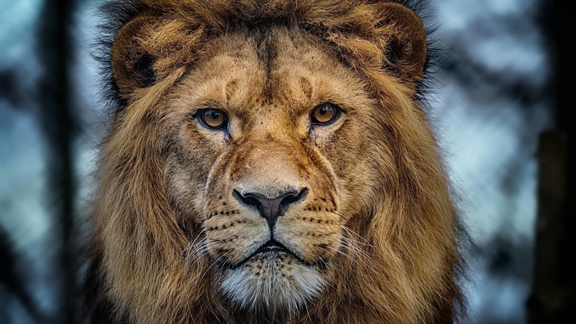 Download Stare Animal Lion HD Wallpaper