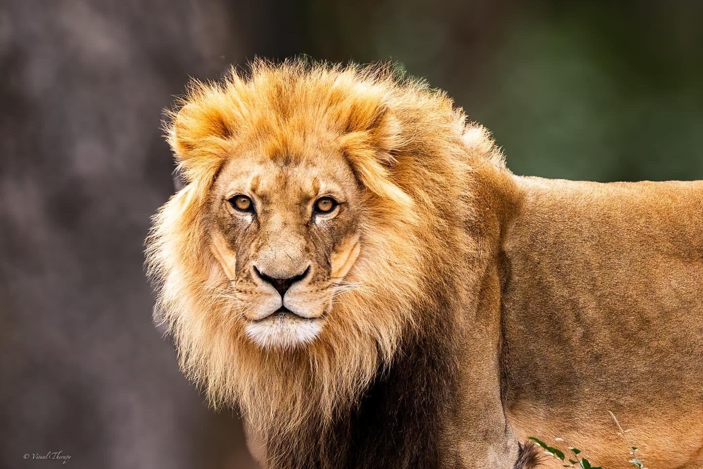 ITAP of a lion staring me down