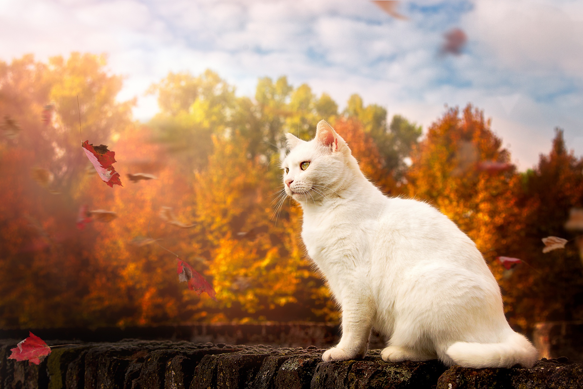 Autumn Whisper: White Cat Amid Falling Leaves HD Wallpaper