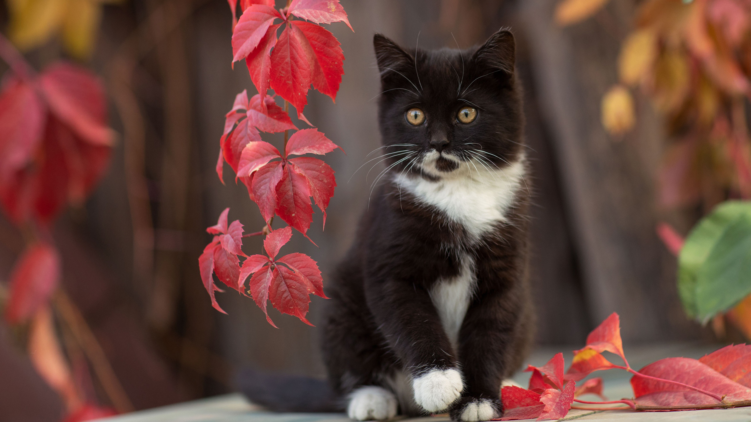 Black White Cat Kitten Is Sitting In Tree Trunk Background Autumn Leaves HD Cat Wallpaper