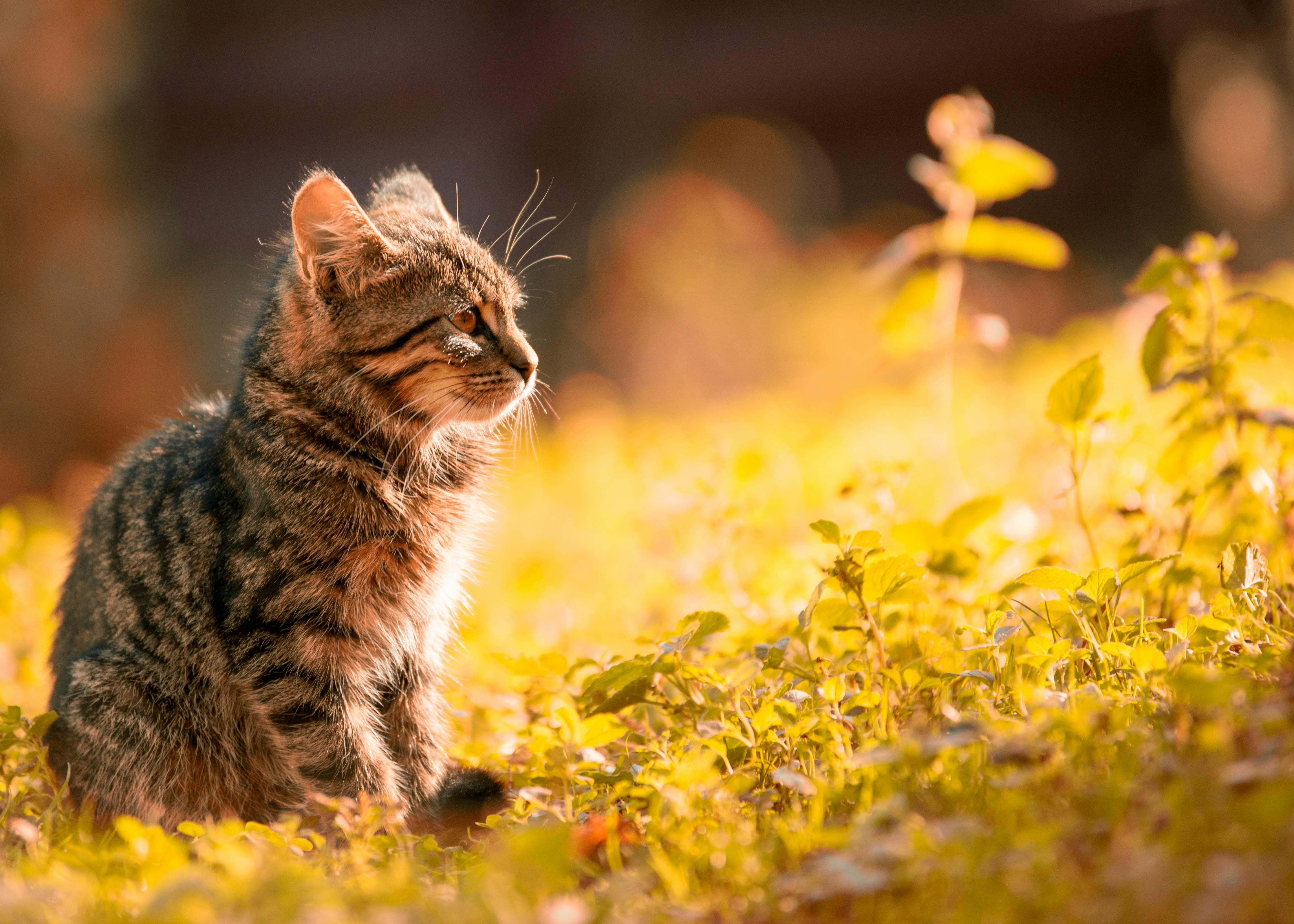 40,Best Cat Photo · 100% Free Downloads