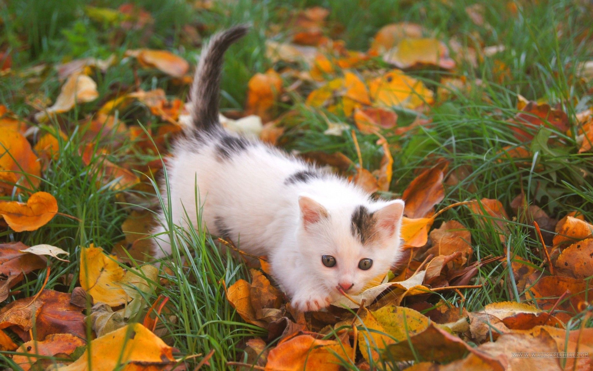 Phone wallpaper: Kitty, Autumn, Animals, Leaves, Kitten, Spotted, Spotty, Kid, Tot 125332