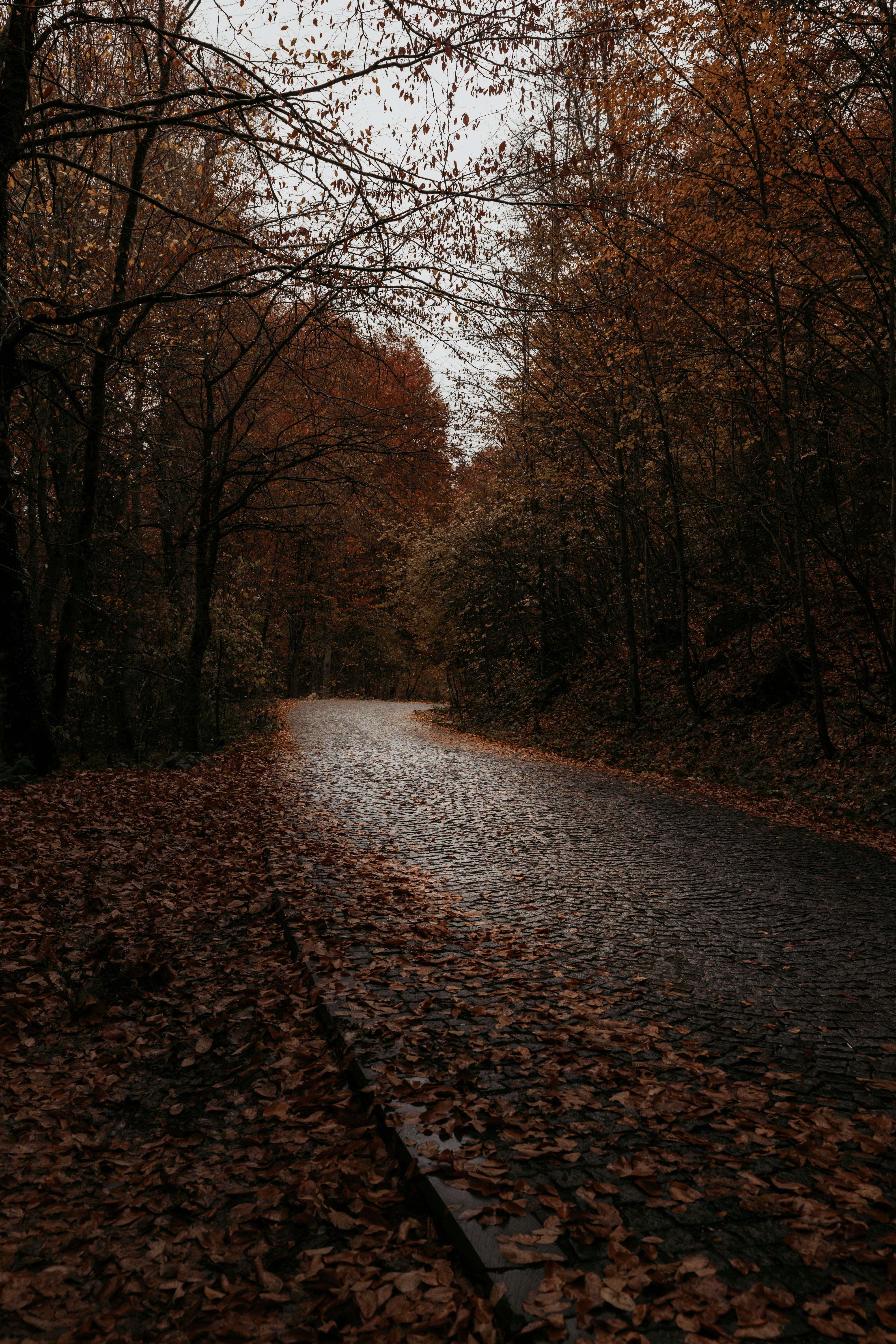 Serene Autumn Road with Fallen Leaves in Forest · Free