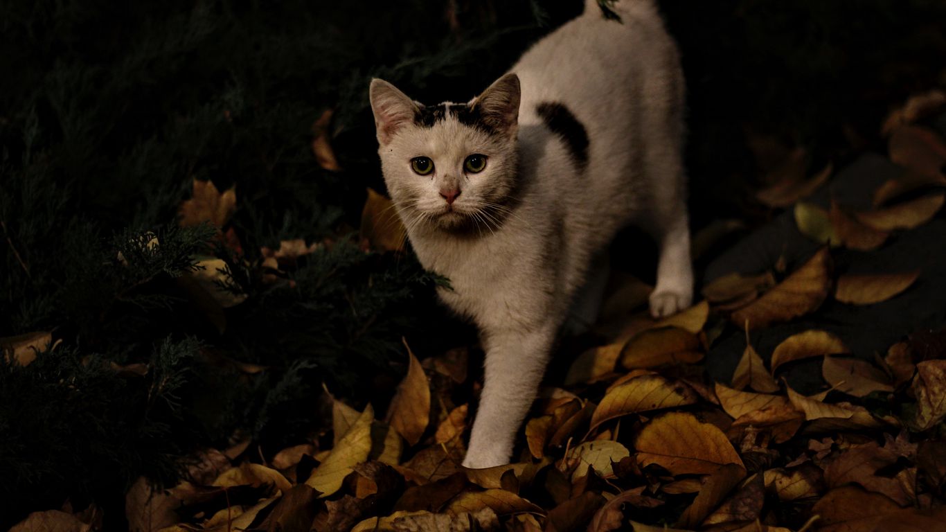 Download wallpaper 1366x768 cat, autumn, street tablet, laptop HD background