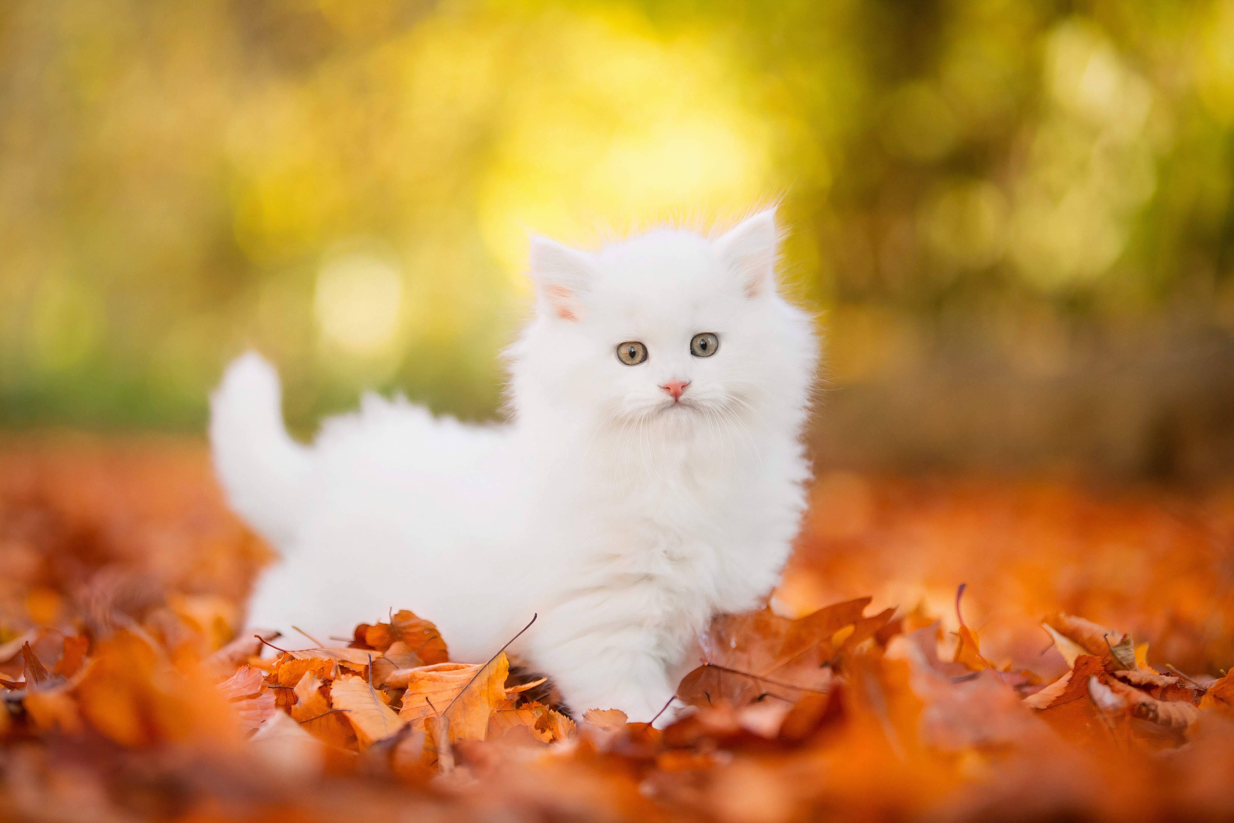 Majestic Persian Cat