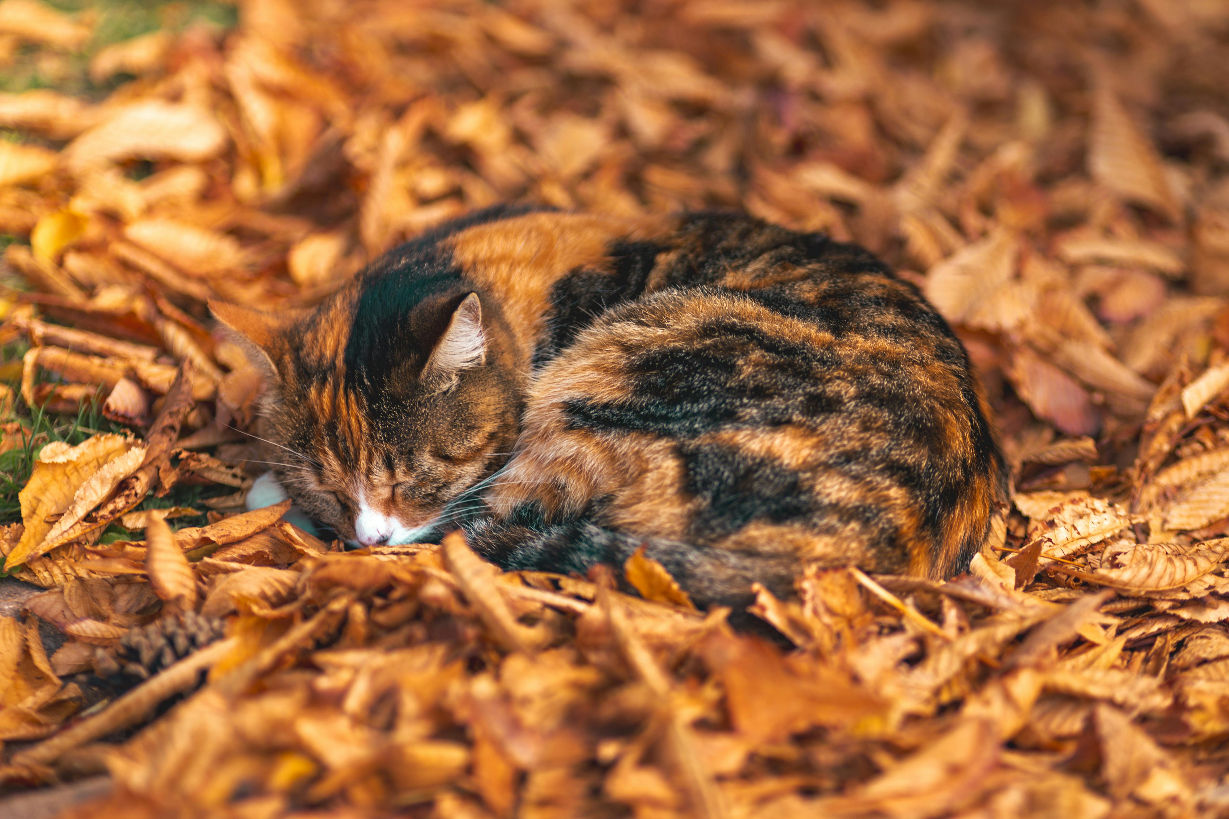 Domestic Cat Photo, Download The BEST Free Domestic Cat & HD Image