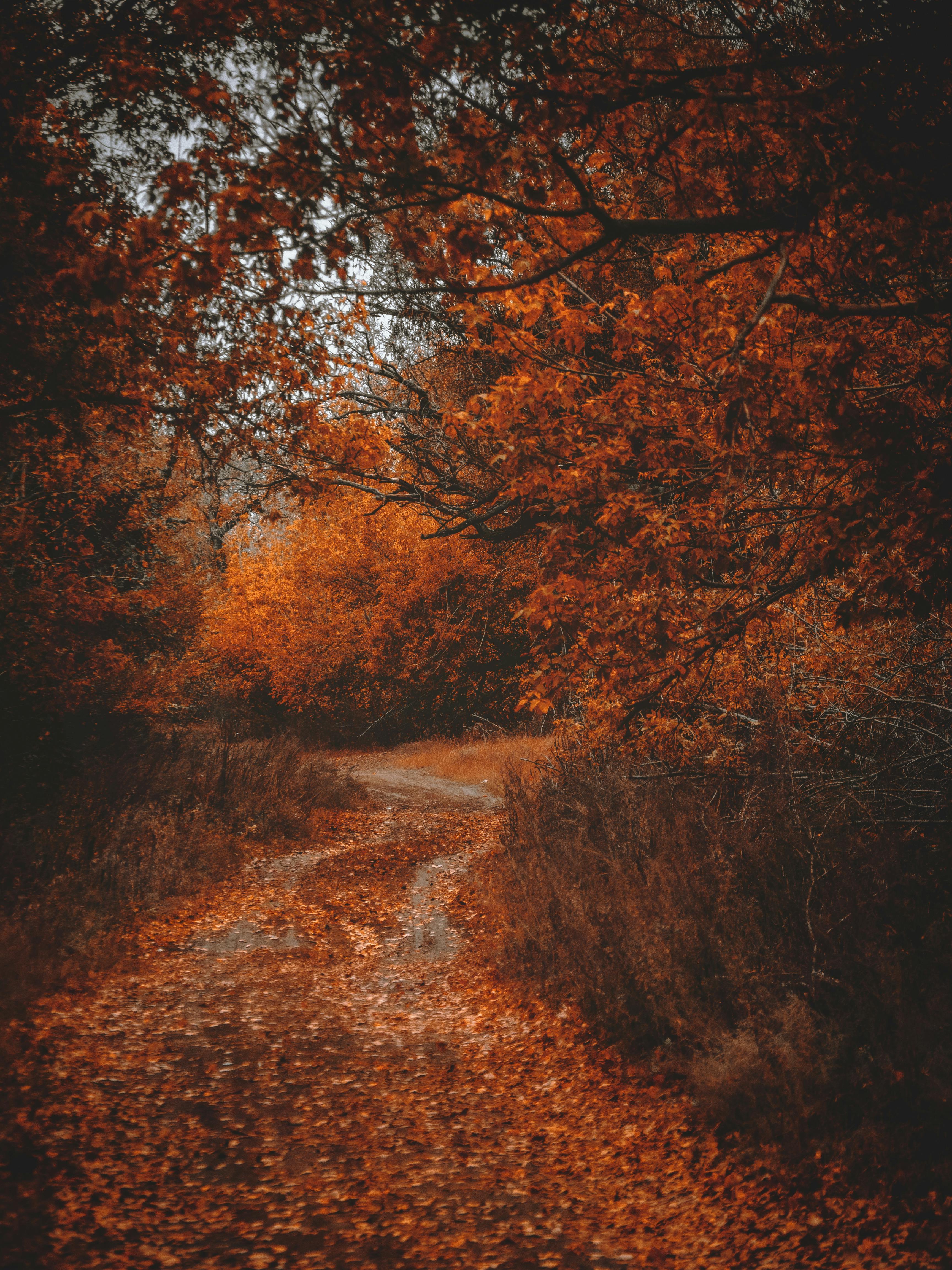 Photography of Fall Trees · Free