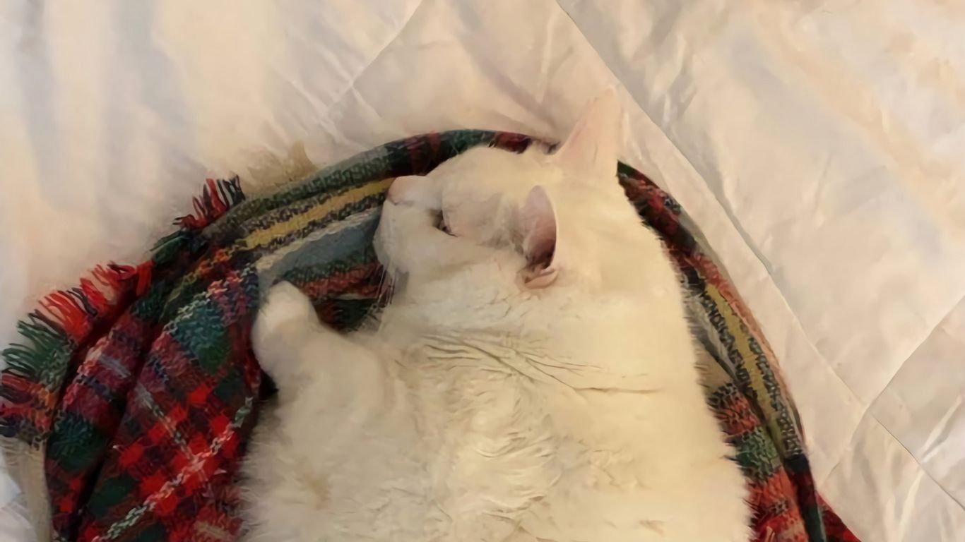 Download wallpaper 1366x768 king duncan, fat cat, cat, plaid, autumn, cozy tablet, laptop HD background