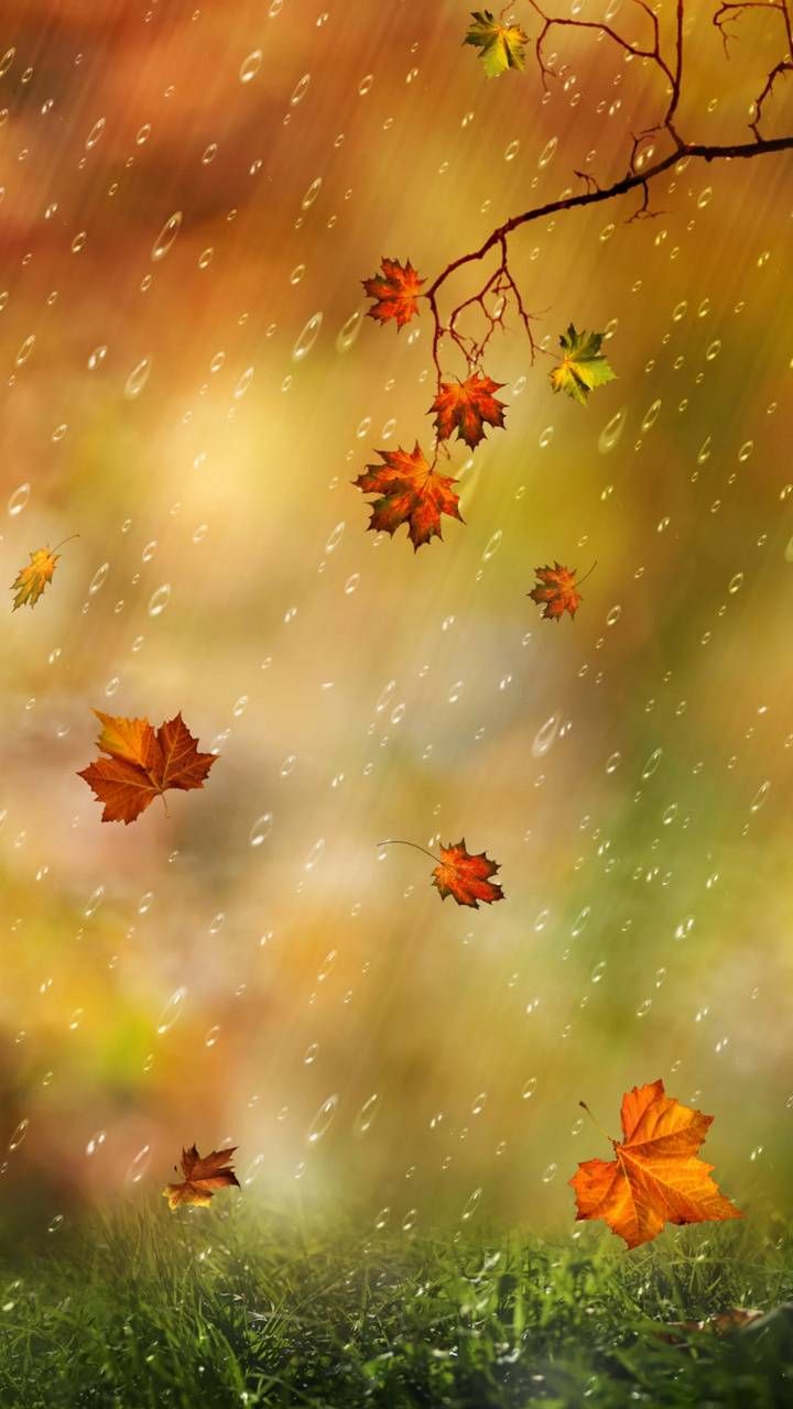 Rain wallpaper