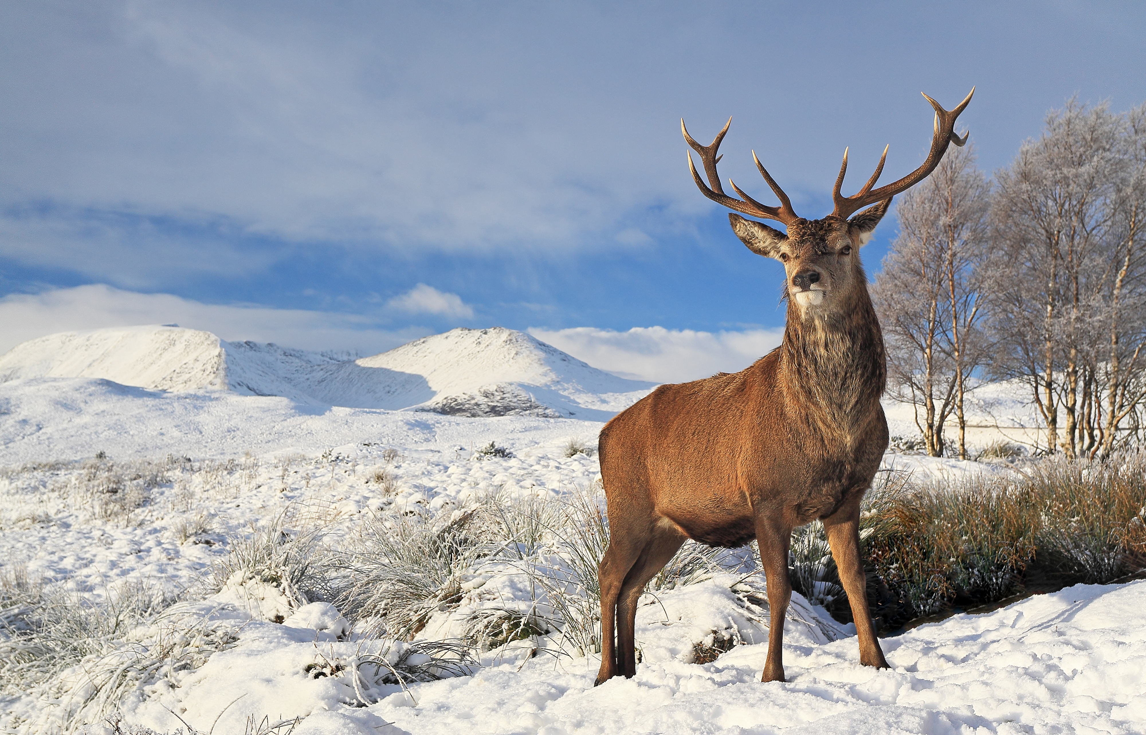 Nature Winter Animals Wallpapers - Wallpaper Cave