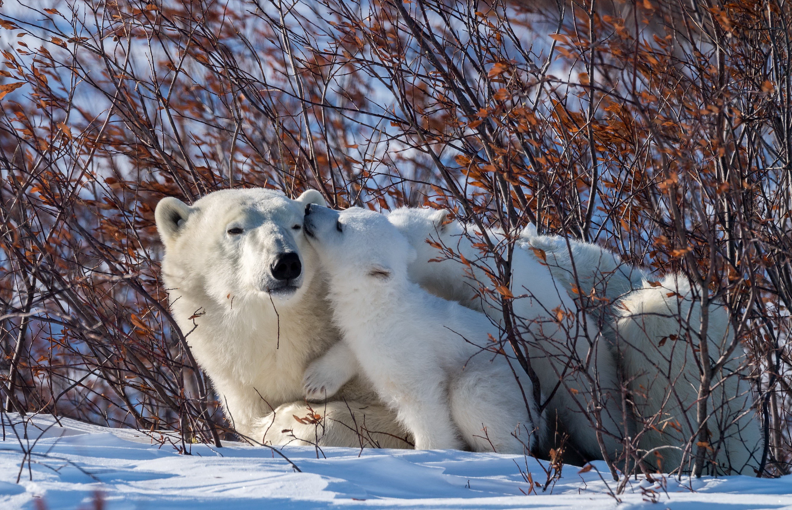 Nature Winter Animals Wallpapers - Wallpaper Cave