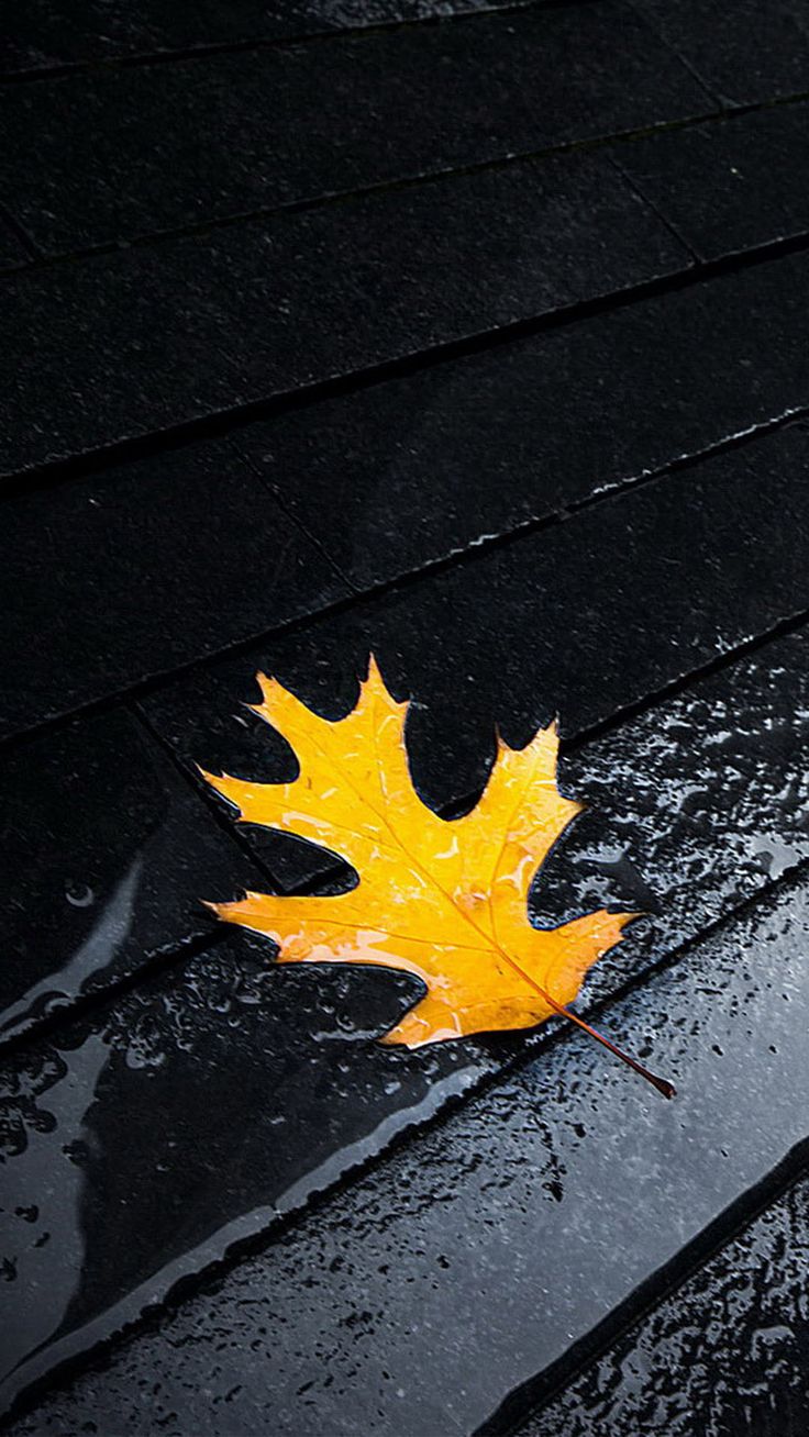 Orange Single Leaf Autumn Black Pavement Rain Water Android Wallpaper