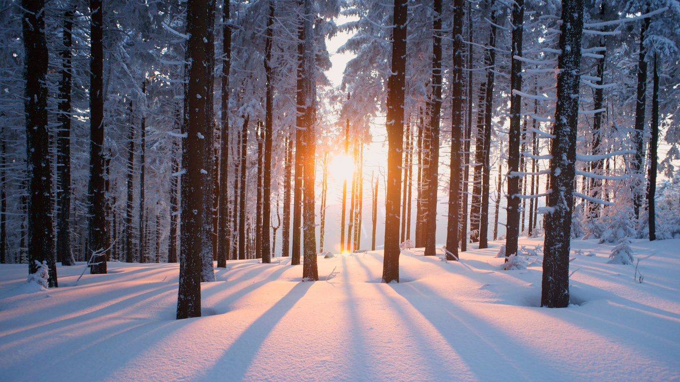 Laptop Winter Forest Wallpaper Free 1366x768 High Quality Background