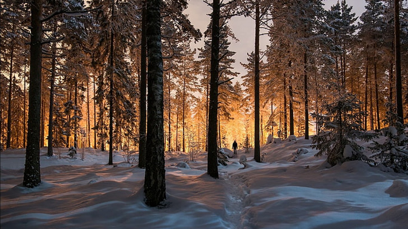Winter Forest Trees Snow Nature Background HD Nature Wallpaper