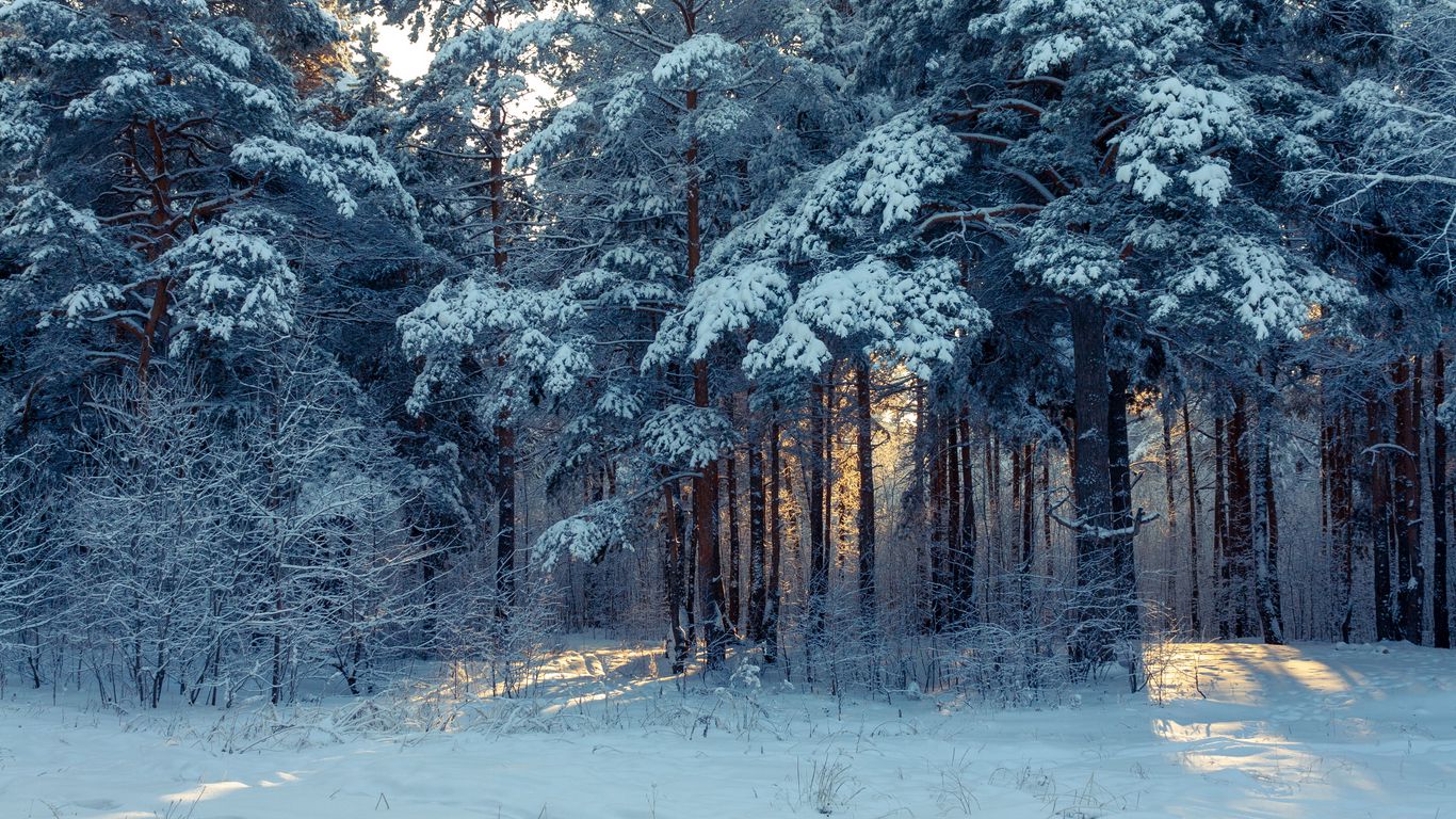 Download wallpaper 1366x768 forest, winter, snow, trees, winter landscape tablet, laptop HD background