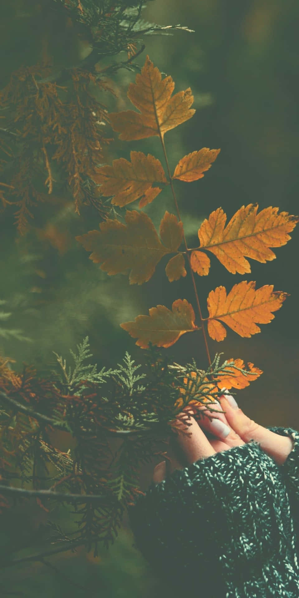 Download Dark Green Aesthetic Android Autumn Background