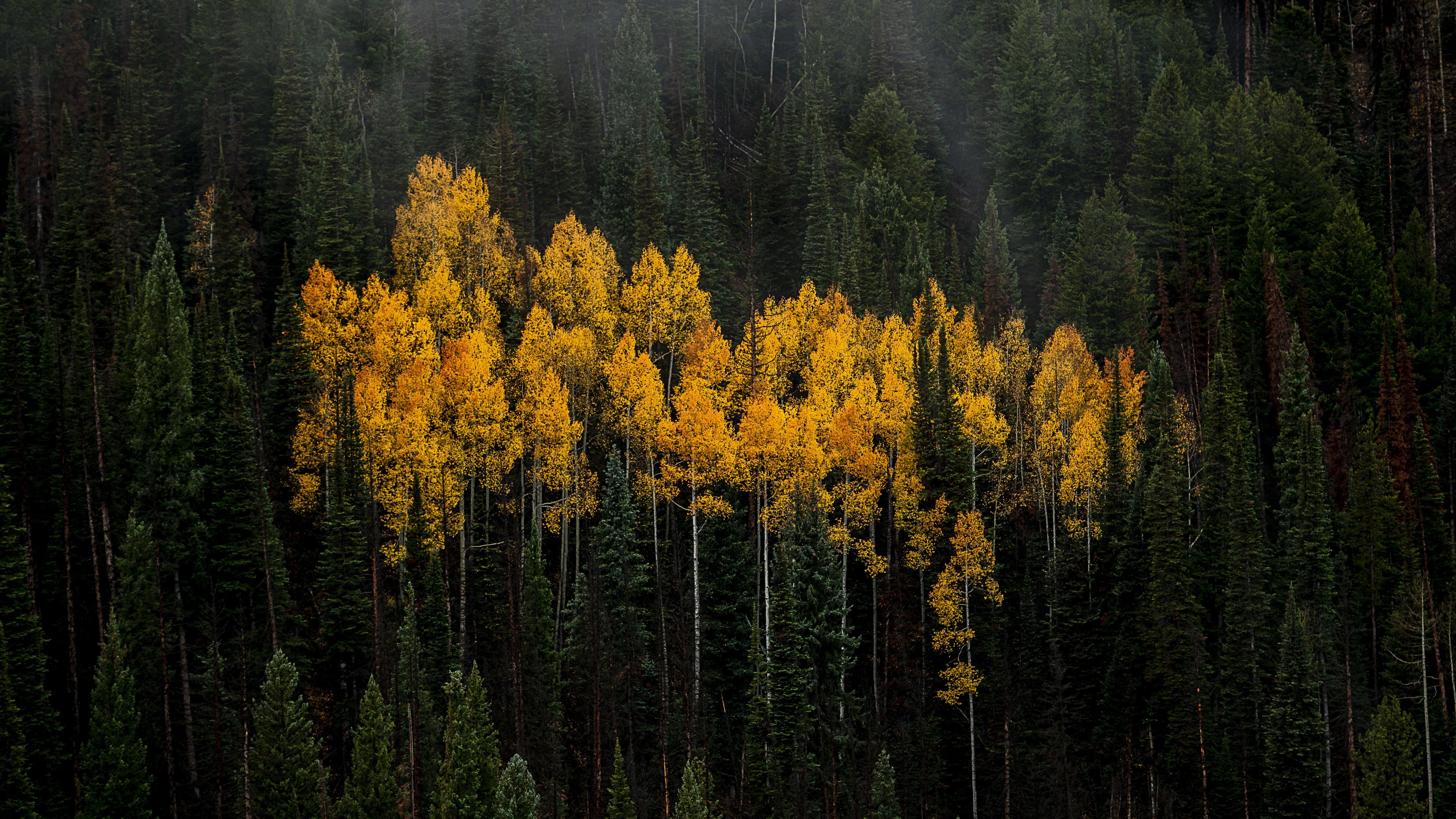 Yellow Green Fall Autumn Leaves Trees In Dark Background 4K 5K HD Autumn Wallpaper
