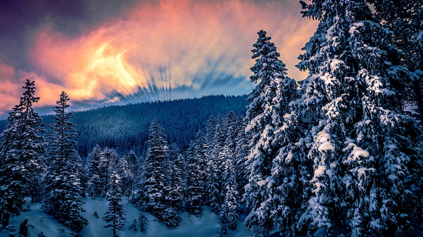 Wallpaper Winter Nature Snow Forests Trees 1366x768