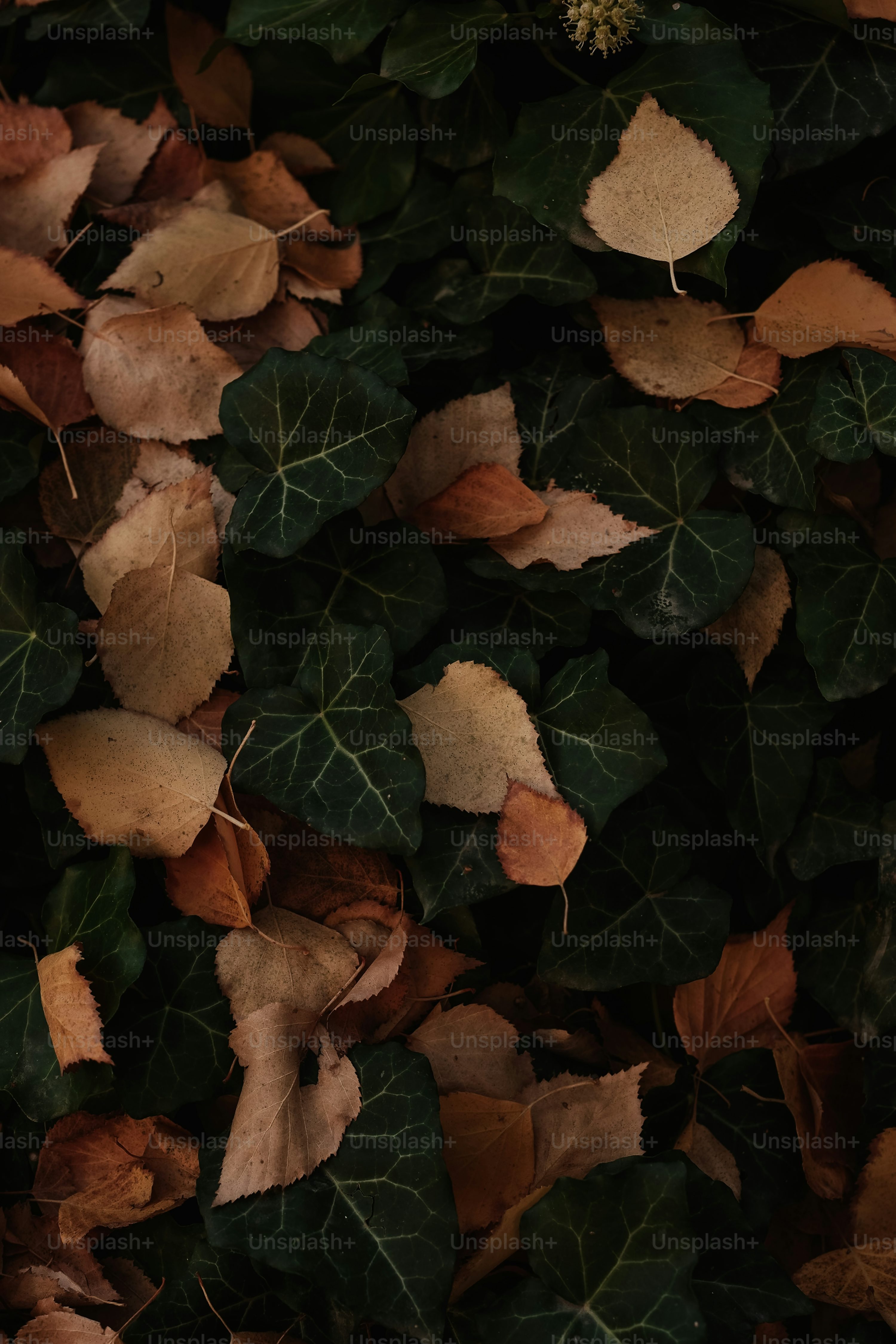 Fallen autumn leaves scattered on dark green ivy. photo